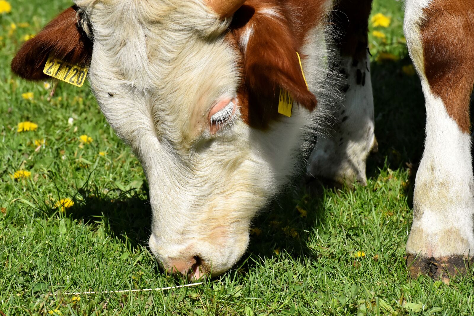 Nikon D7200 sample photo. Cow, meadow, barn animals photography