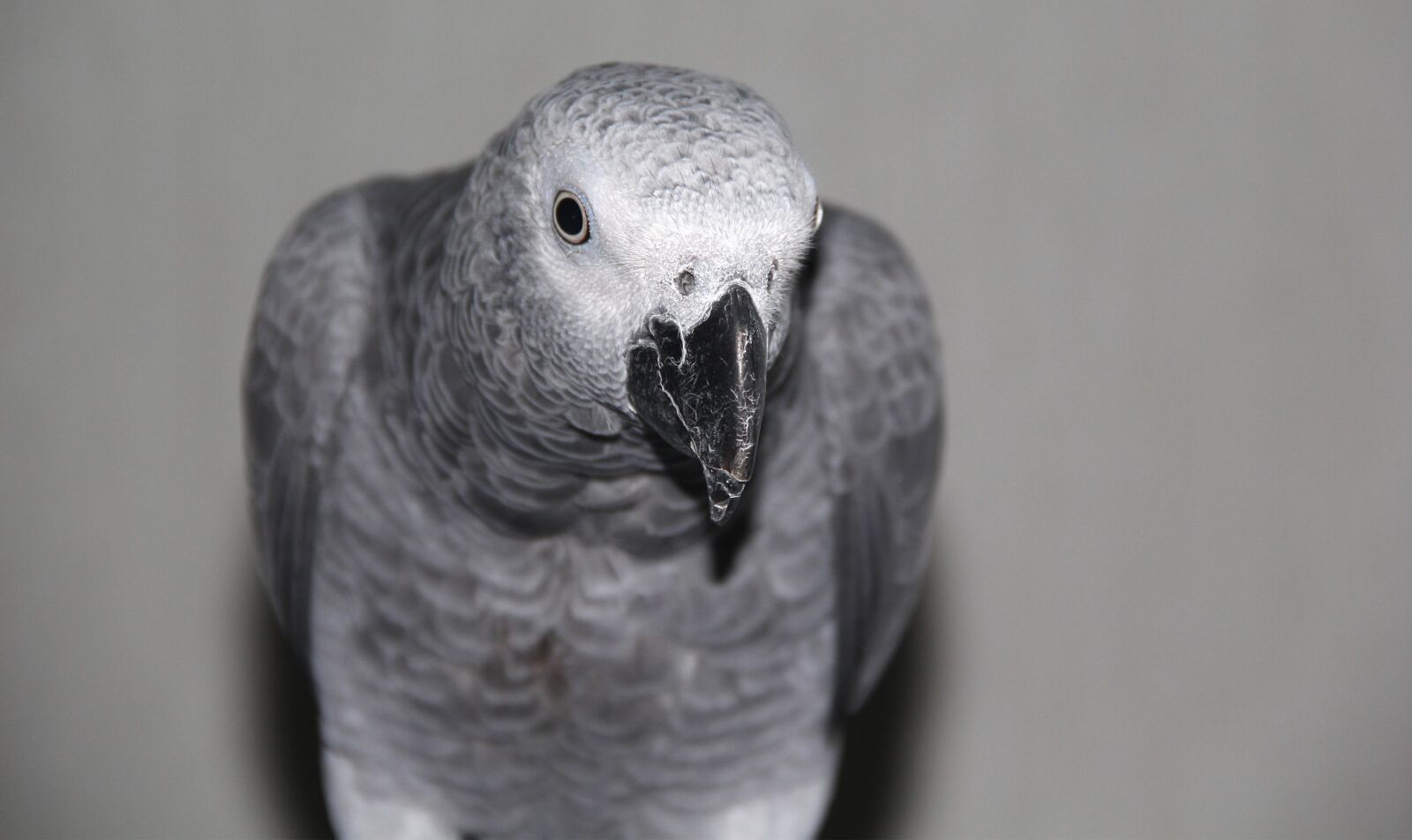 Canon EF-S 18-135mm F3.5-5.6 IS sample photo. Grey, parrot, head photography