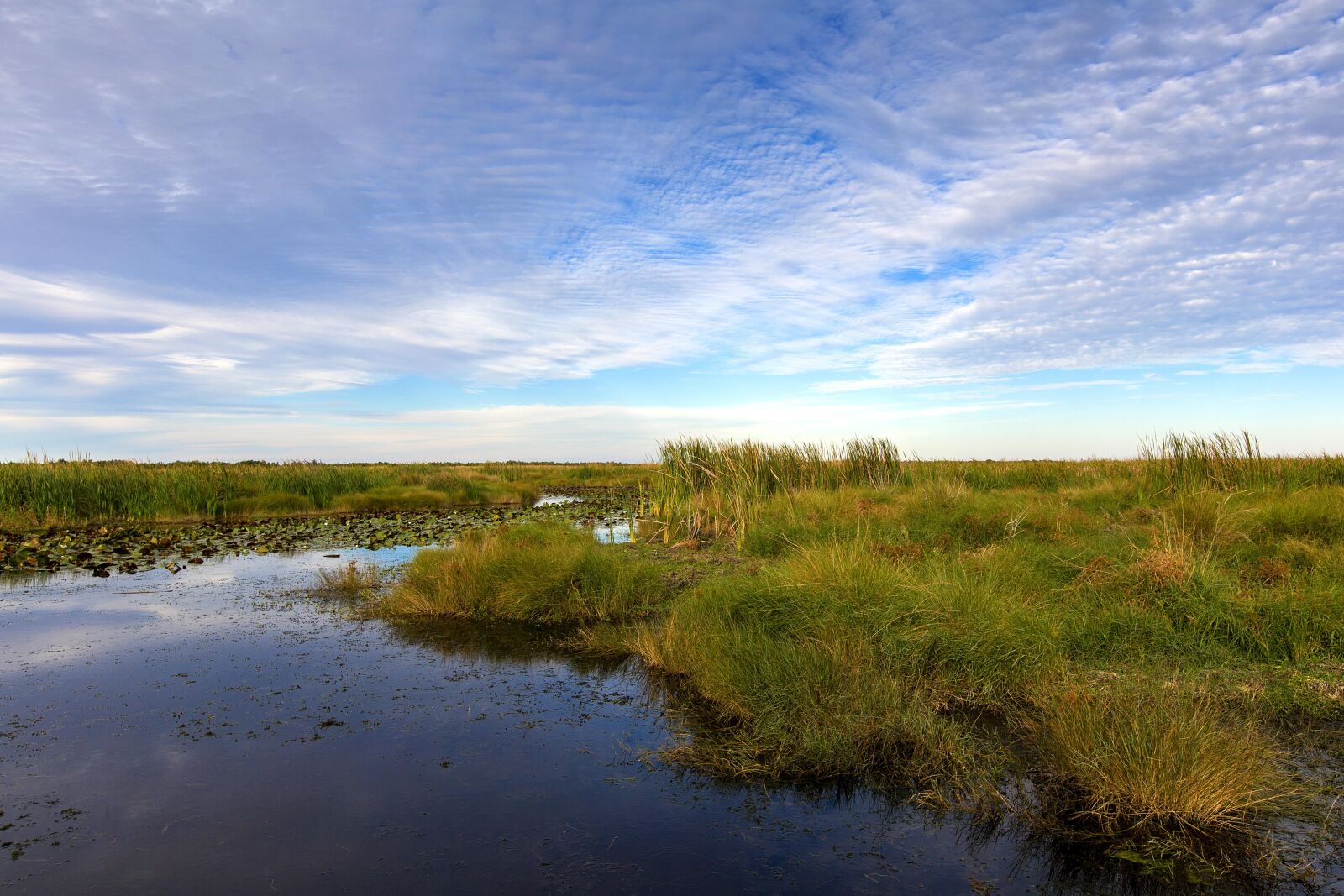 Canon EOS 5D Mark III sample photo. Bayou, sauvage, wilderness, refuge photography