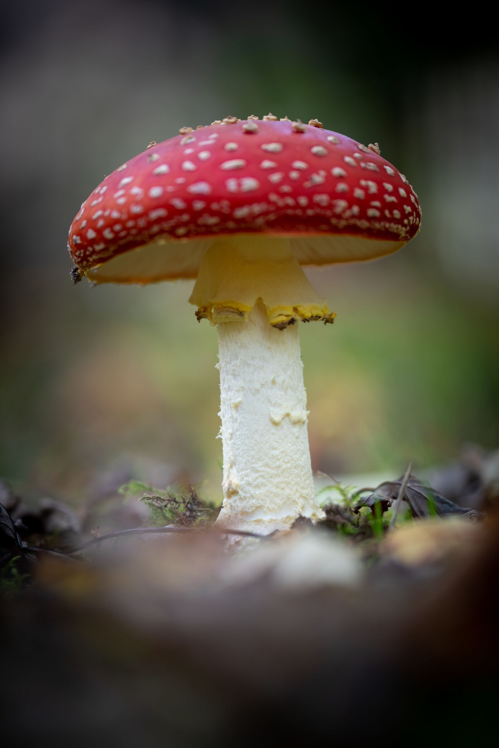 Nikon D750 sample photo. Mushroom, nature, red with photography