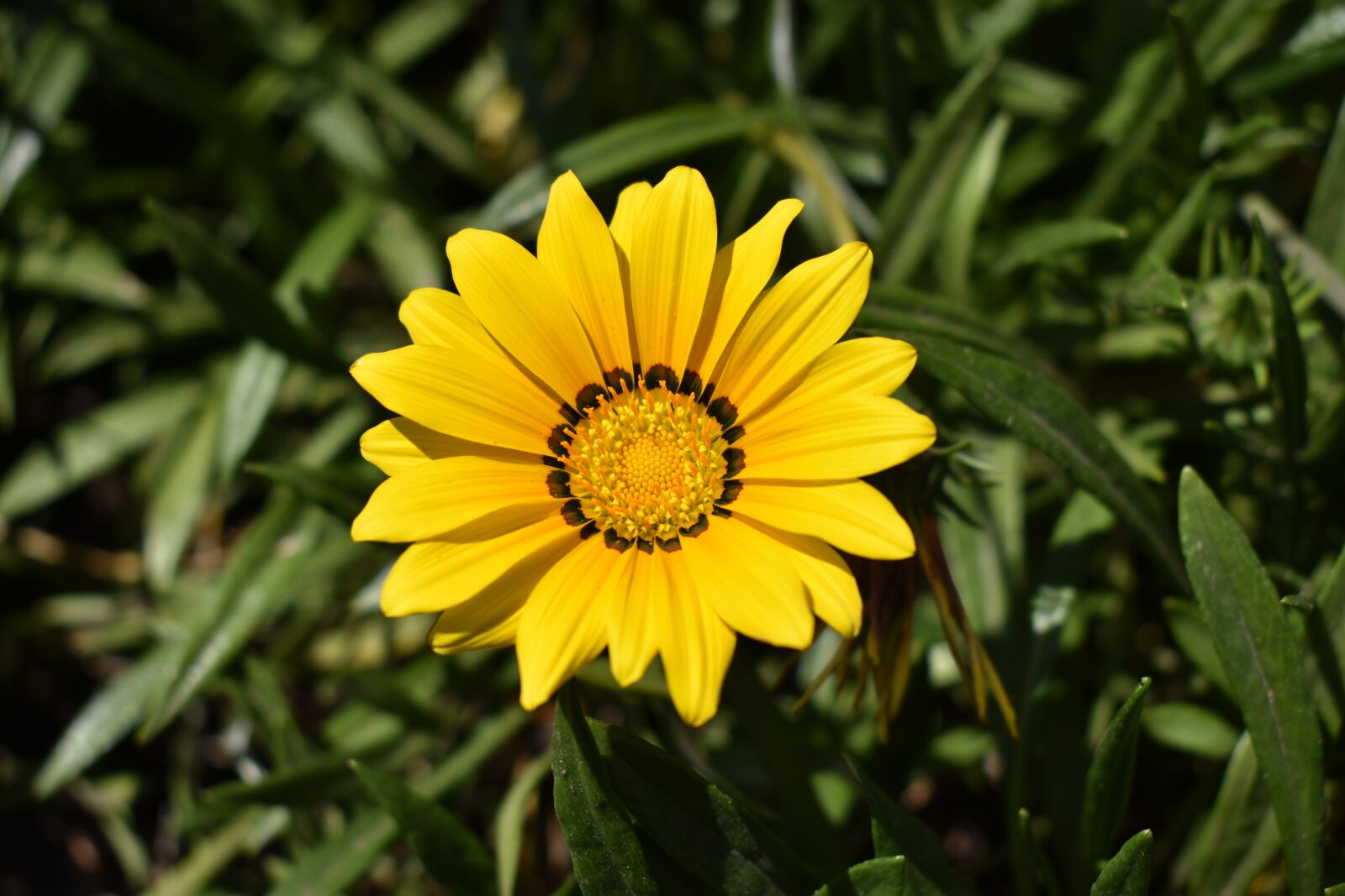 Nikon D3400 sample photo. Nature, plant, summer photography