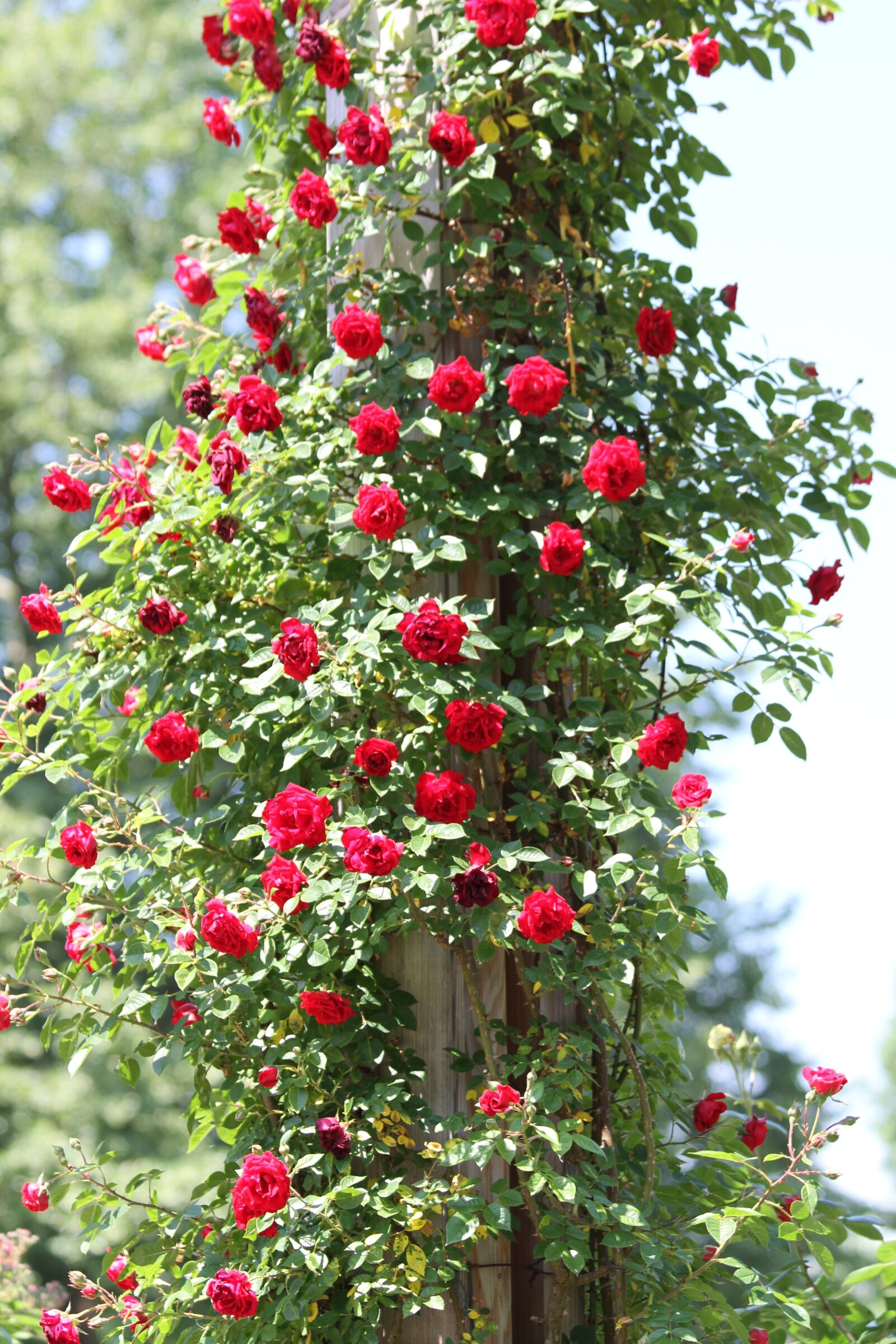 Canon EOS 7D + Canon EF 70-300mm F4-5.6 IS USM sample photo. Rosebush, red, roses photography