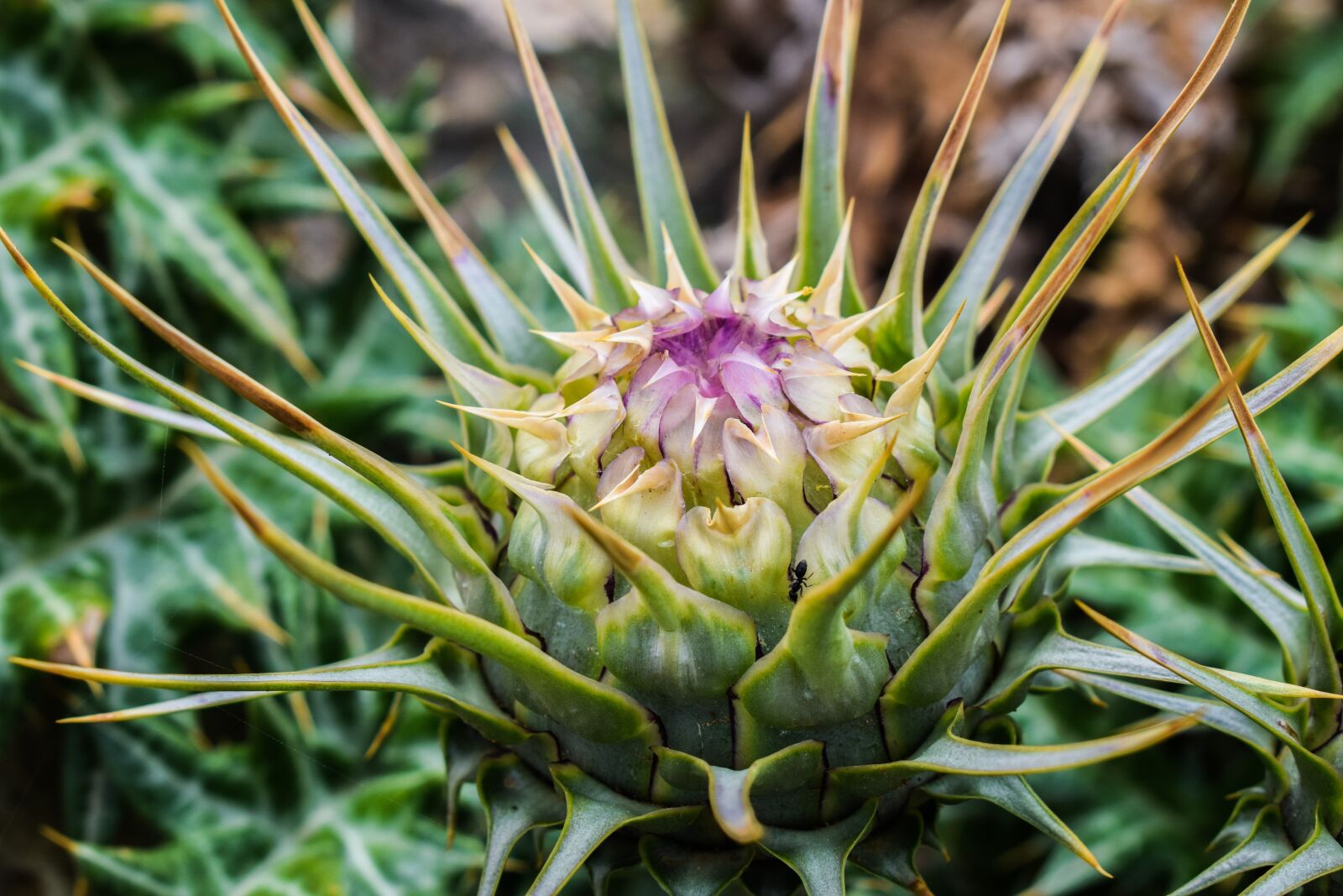 Nikon D3300 sample photo. Cardoon, plant, nature photography