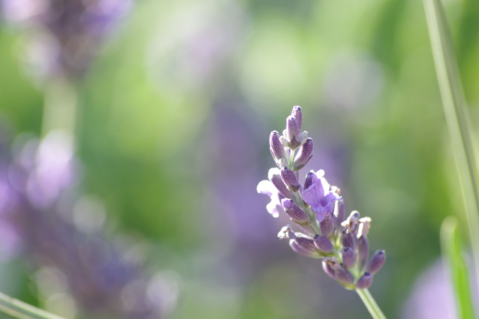 Pentax K-S2 sample photo. Nature, flower, plant photography