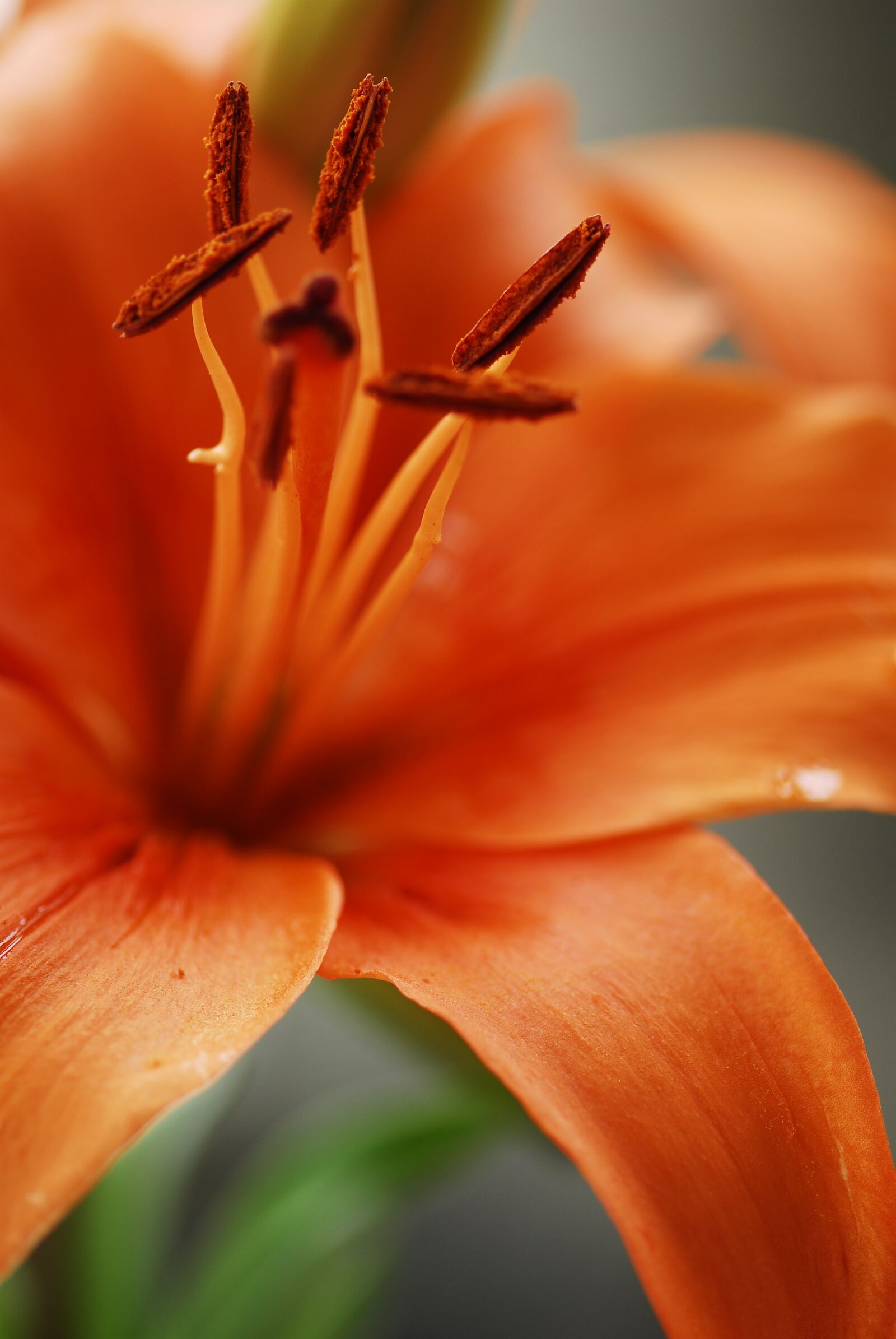 Nikon D200 sample photo. Flower, nature, blur photography
