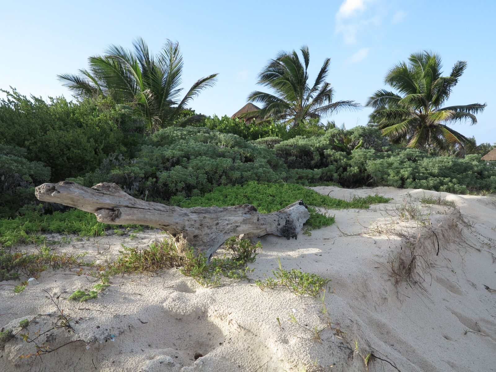 Canon PowerShot G1 X sample photo. Yucatan, palms, beach photography