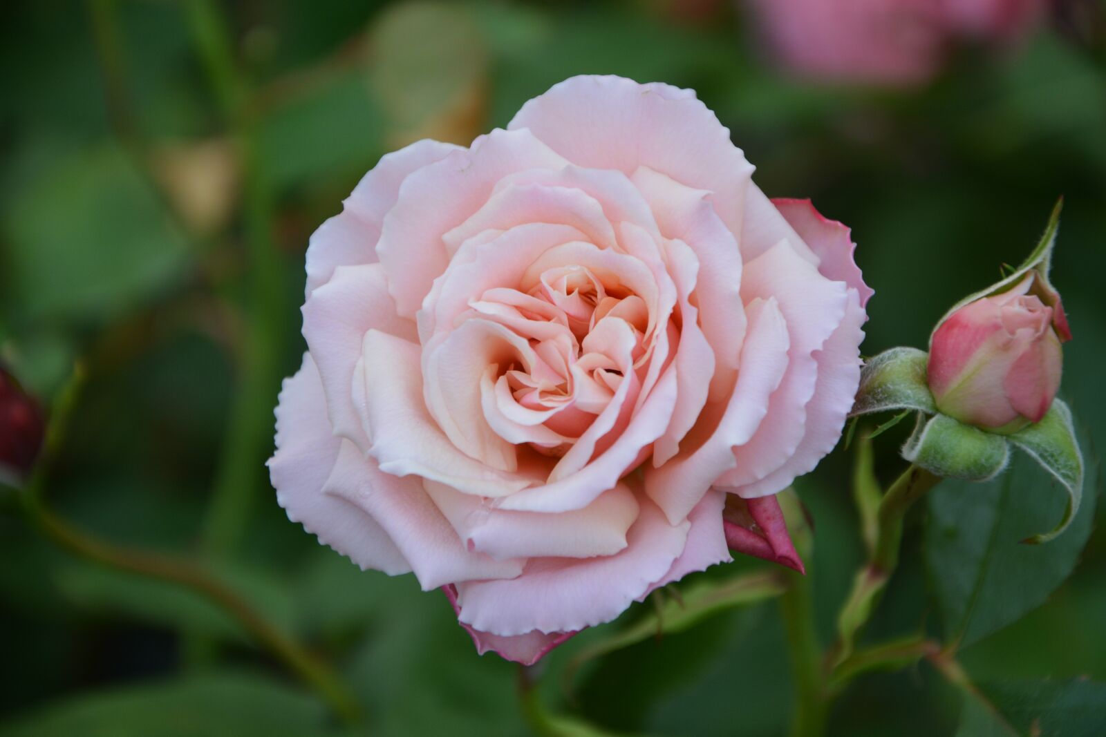 Nikon D5200 sample photo. Pink, bud, blade photography