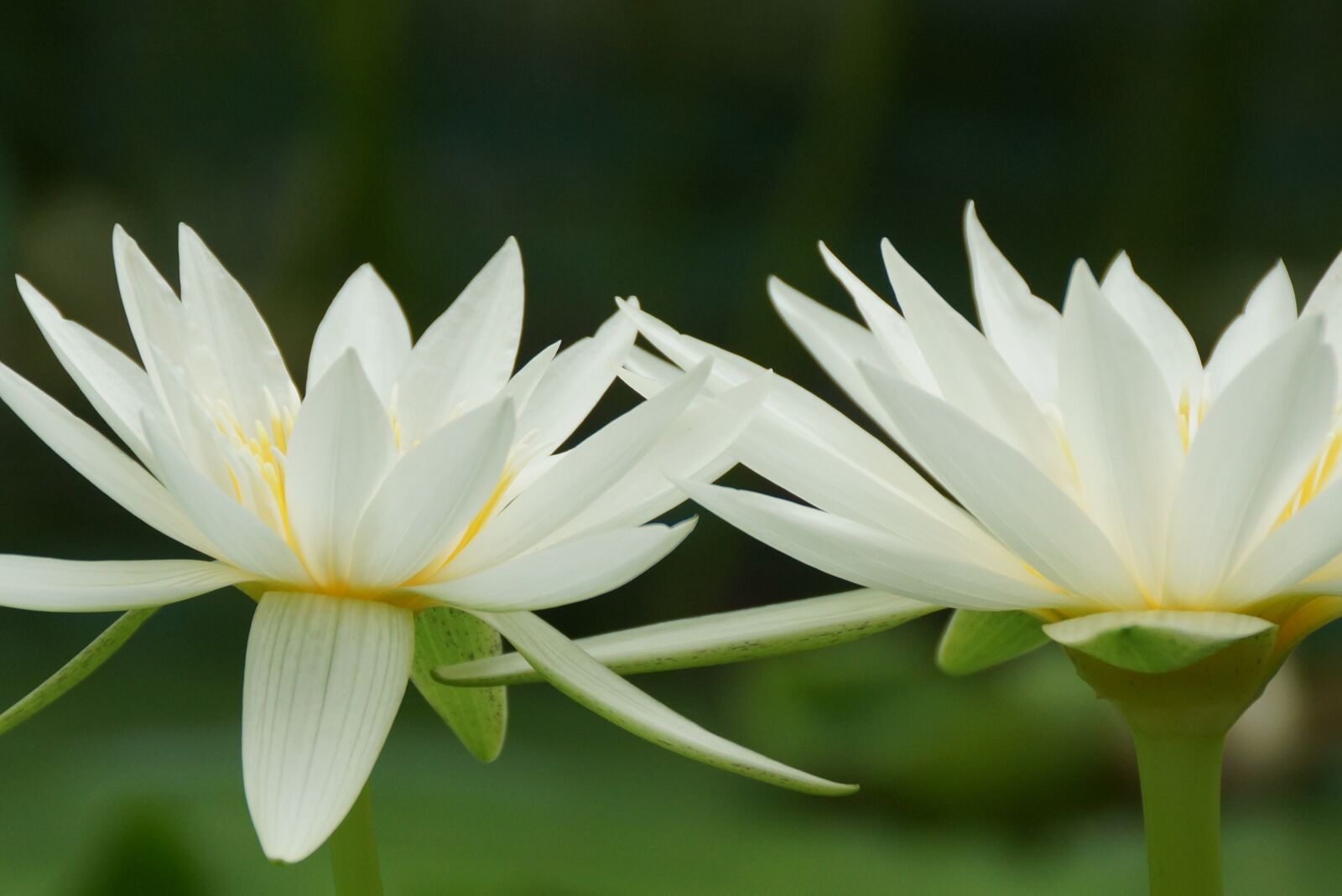 Sony SLT-A77 sample photo. Flower, lotus, flora photography