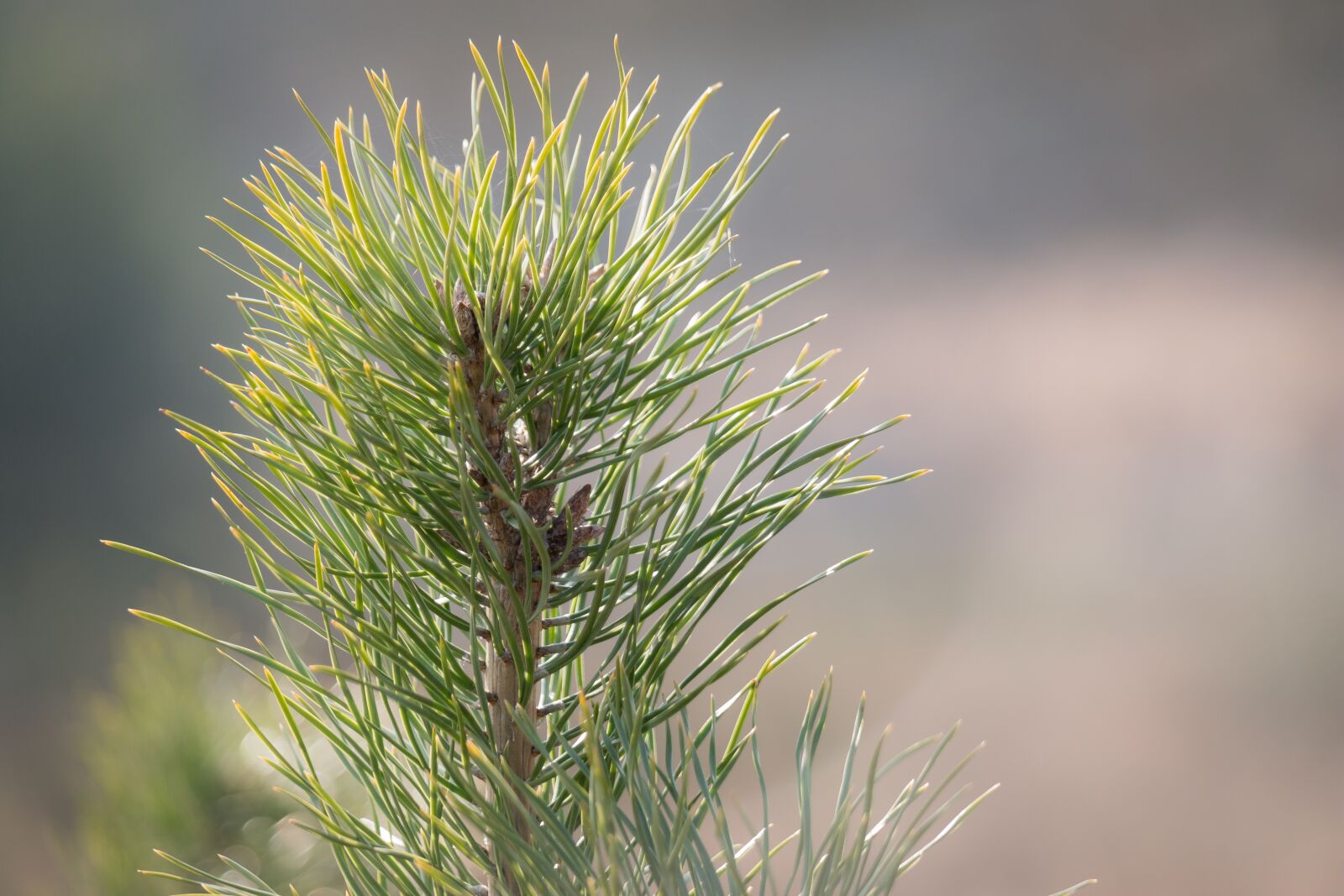 Samsung NX300M sample photo. Pine needles, conifer, pine photography