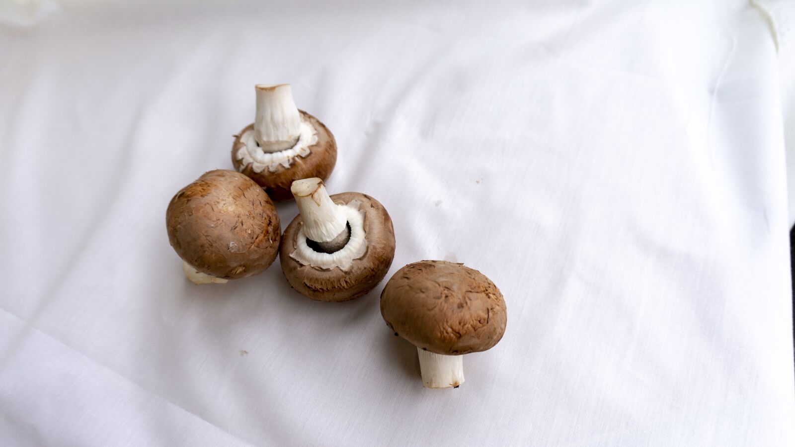 Sony Alpha NEX-5T sample photo. Mushrooms, autumn, mushroom photography