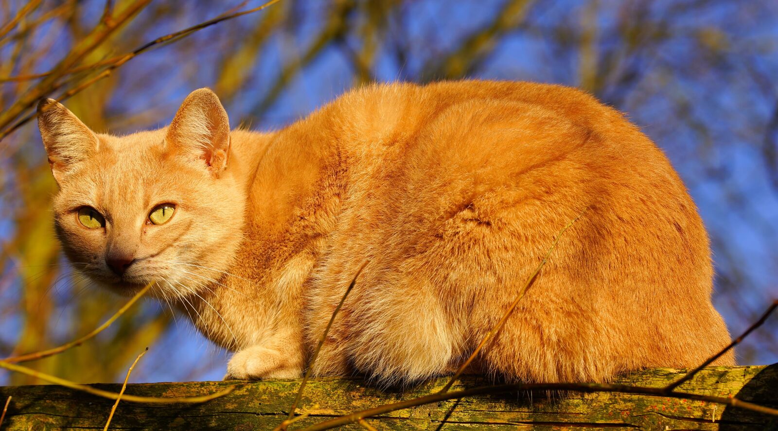 Sony a99 II sample photo. Cat, female, garden photography