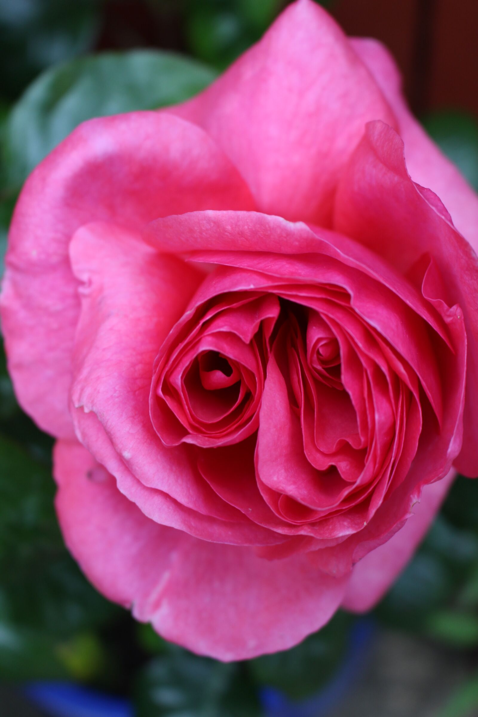 Canon EOS 700D (EOS Rebel T5i / EOS Kiss X7i) sample photo. Pink, rose, garden photography