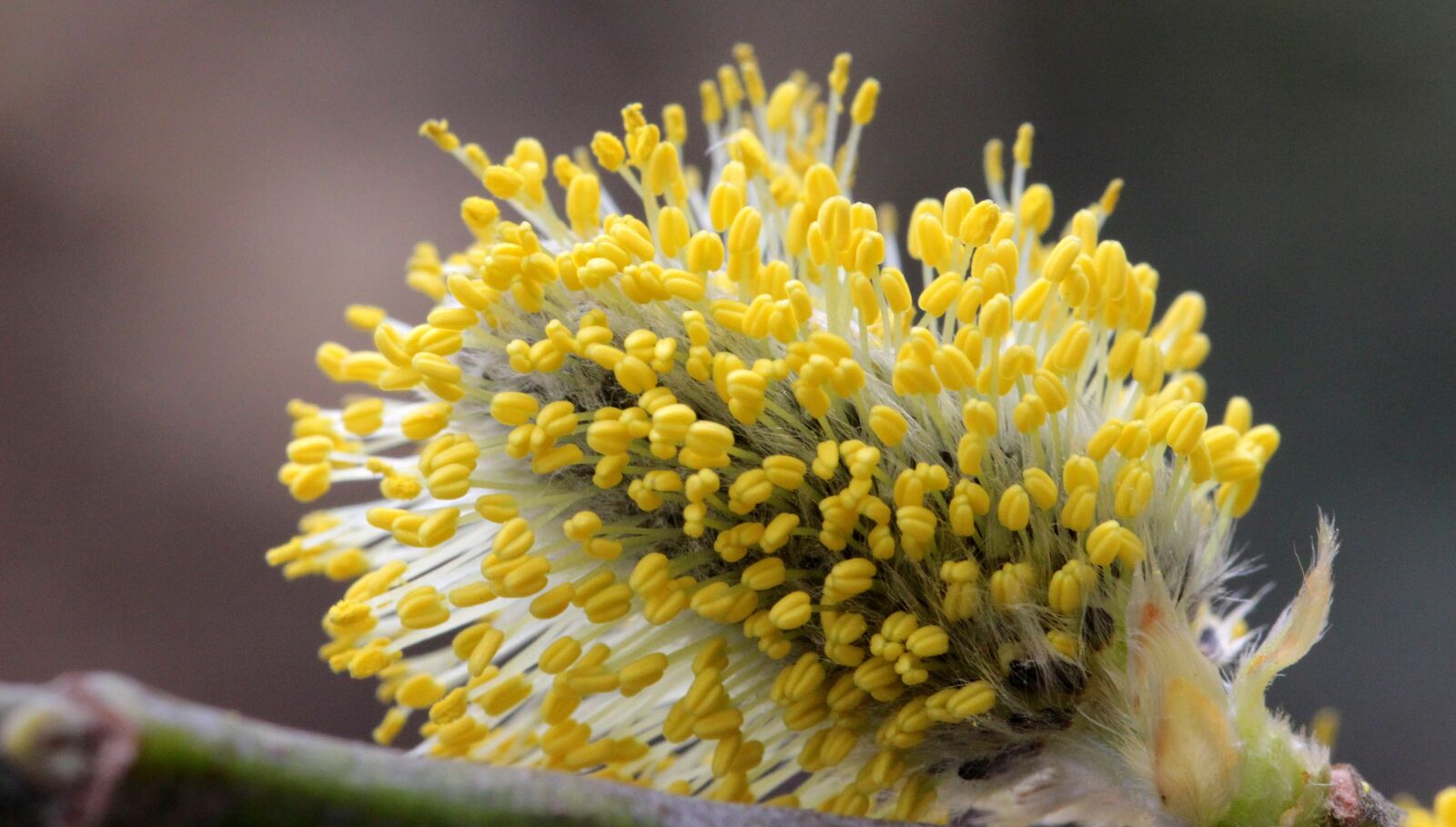 Canon EOS 650D (EOS Rebel T4i / EOS Kiss X6i) sample photo. Willow catkin, bloom, nectar photography