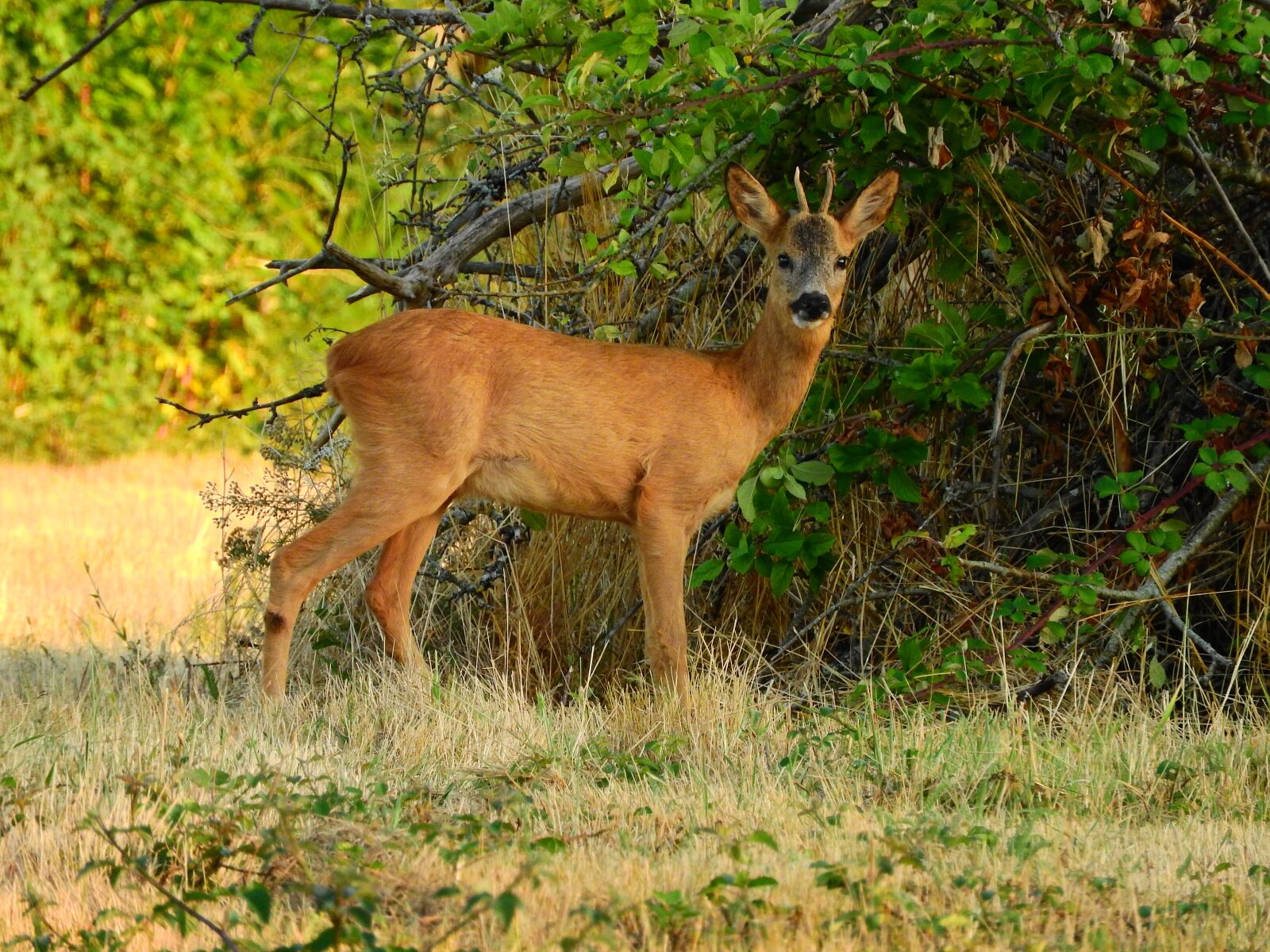 Nikon Coolpix P610 sample photo. Roe deer, forest, attention photography
