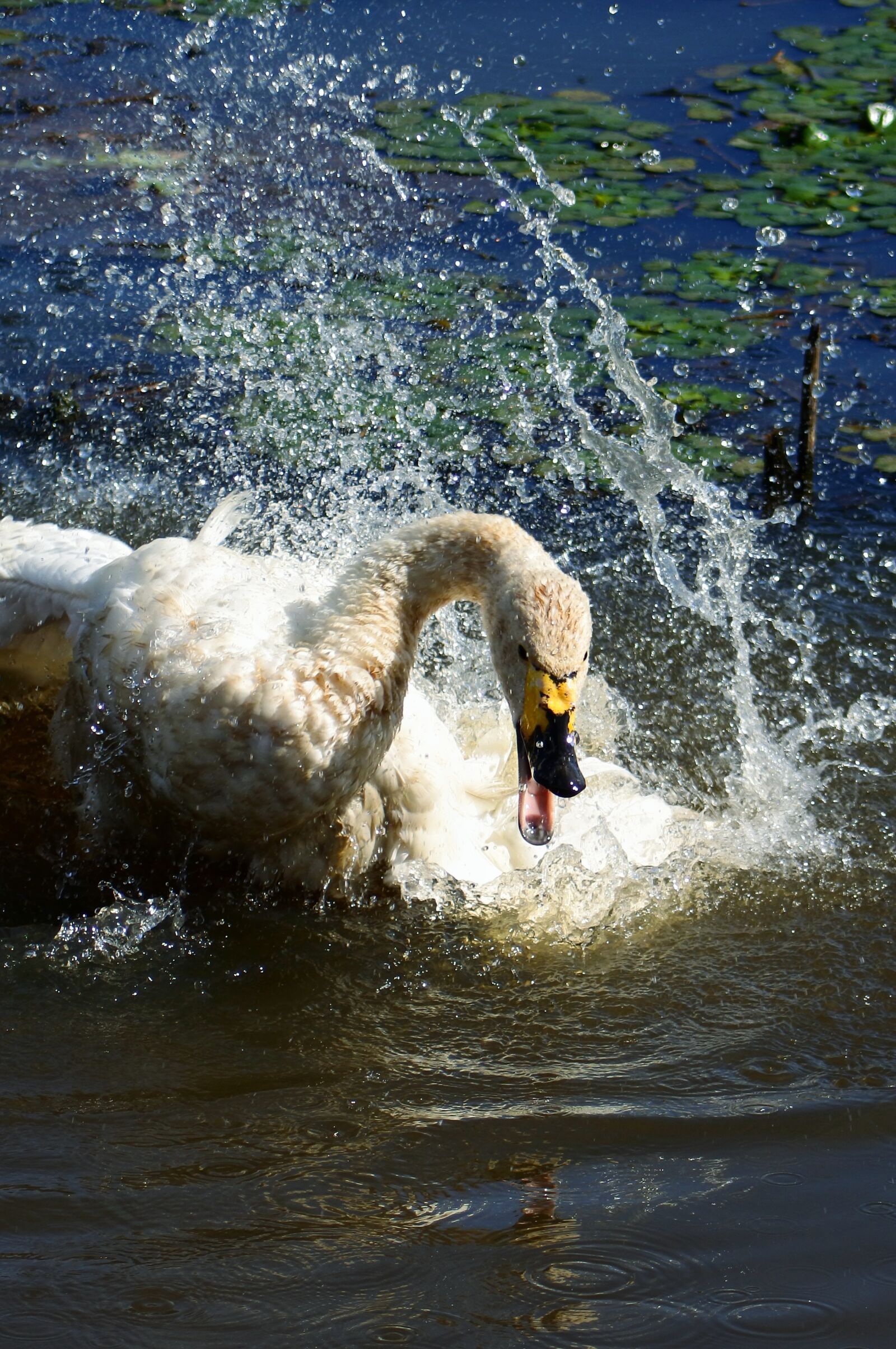 VR 70-300mm f/4.5-6.3G sample photo. Animal, pond, waterside photography