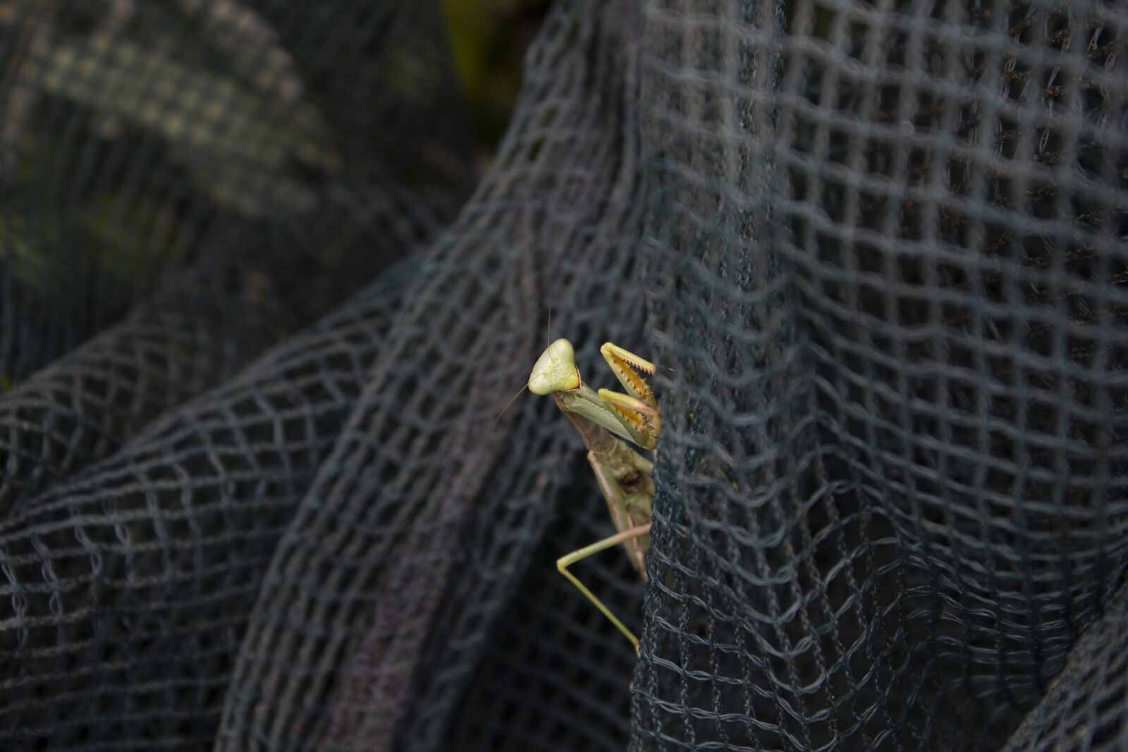 Canon EOS 600D (Rebel EOS T3i / EOS Kiss X5) sample photo. Insect, mantis, arthropod photography
