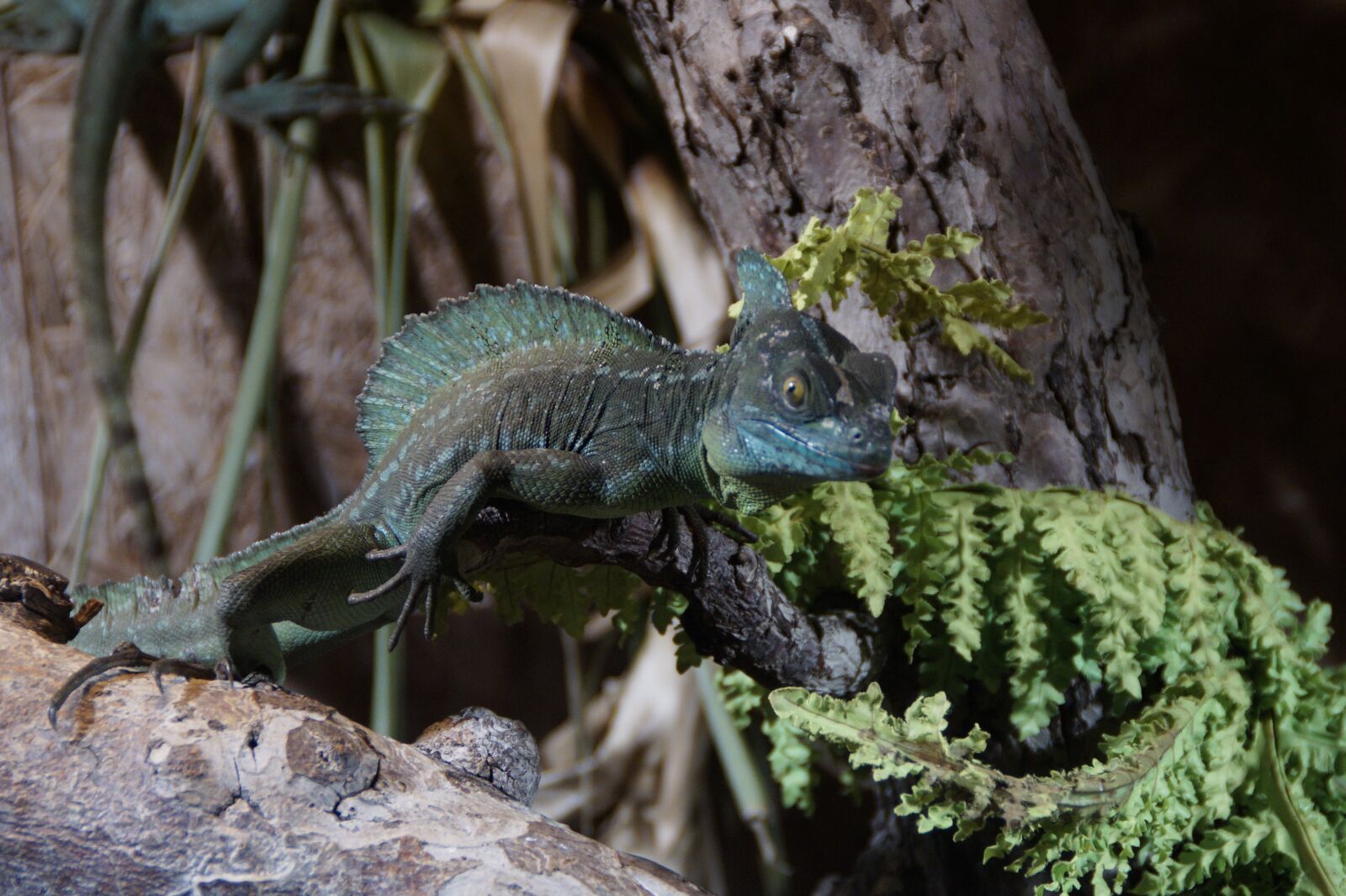 Sony SLT-A58 sample photo. Reptile, terraristik, terrarium photography