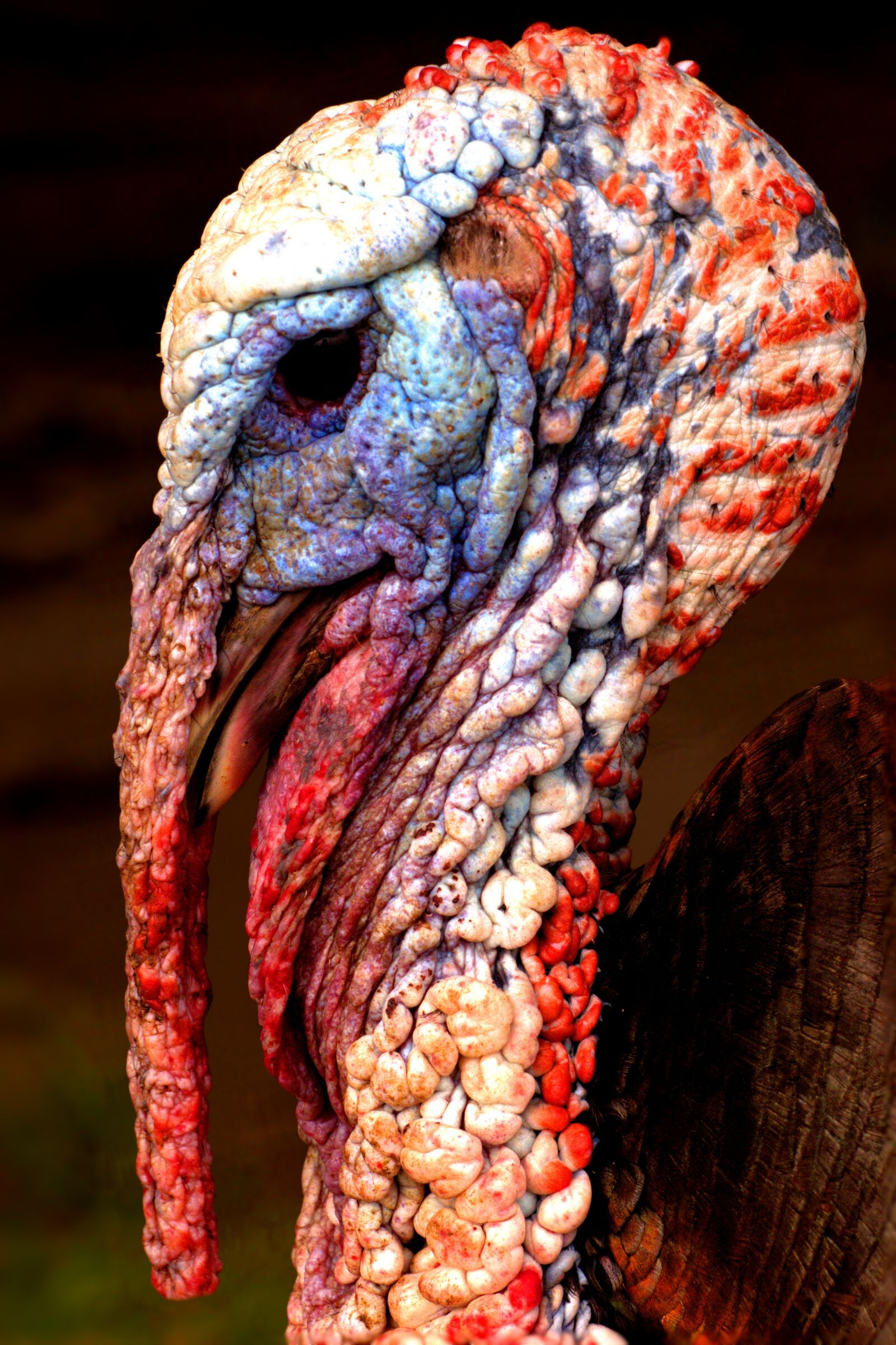 Pentax K-3 sample photo. Turkey, bird, animal photography