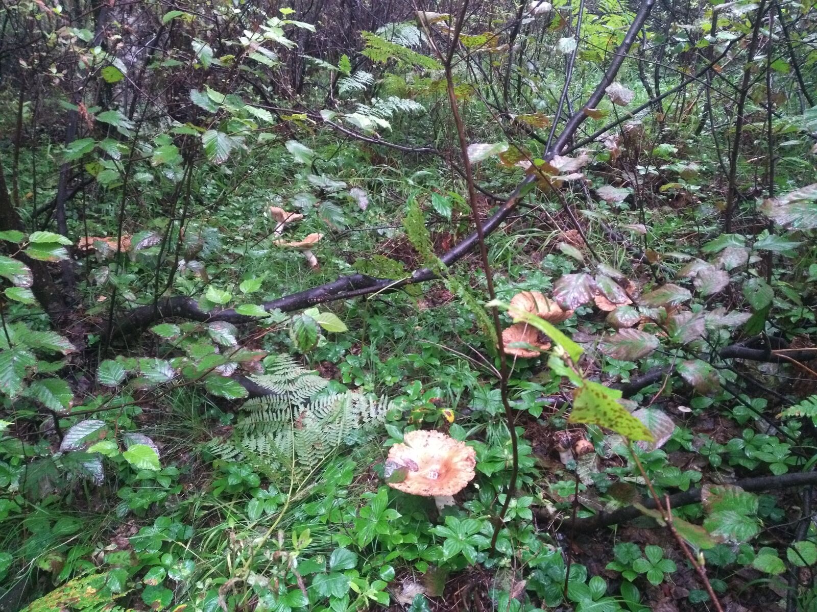HUAWEI KIW-L21 sample photo. Nature, forest, mushrooms photography