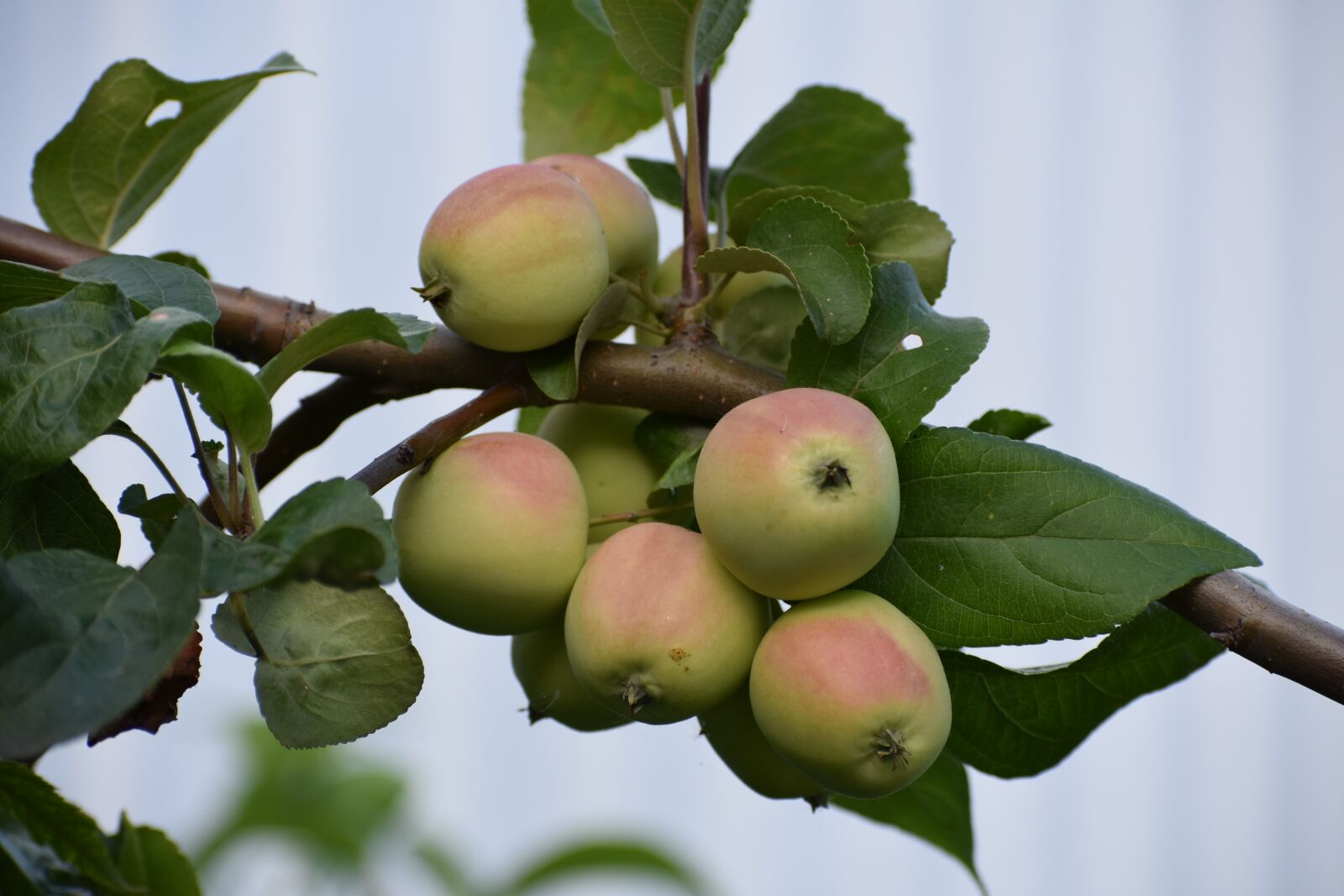 Nikon D3400 sample photo. Apples, tree, apple tree photography