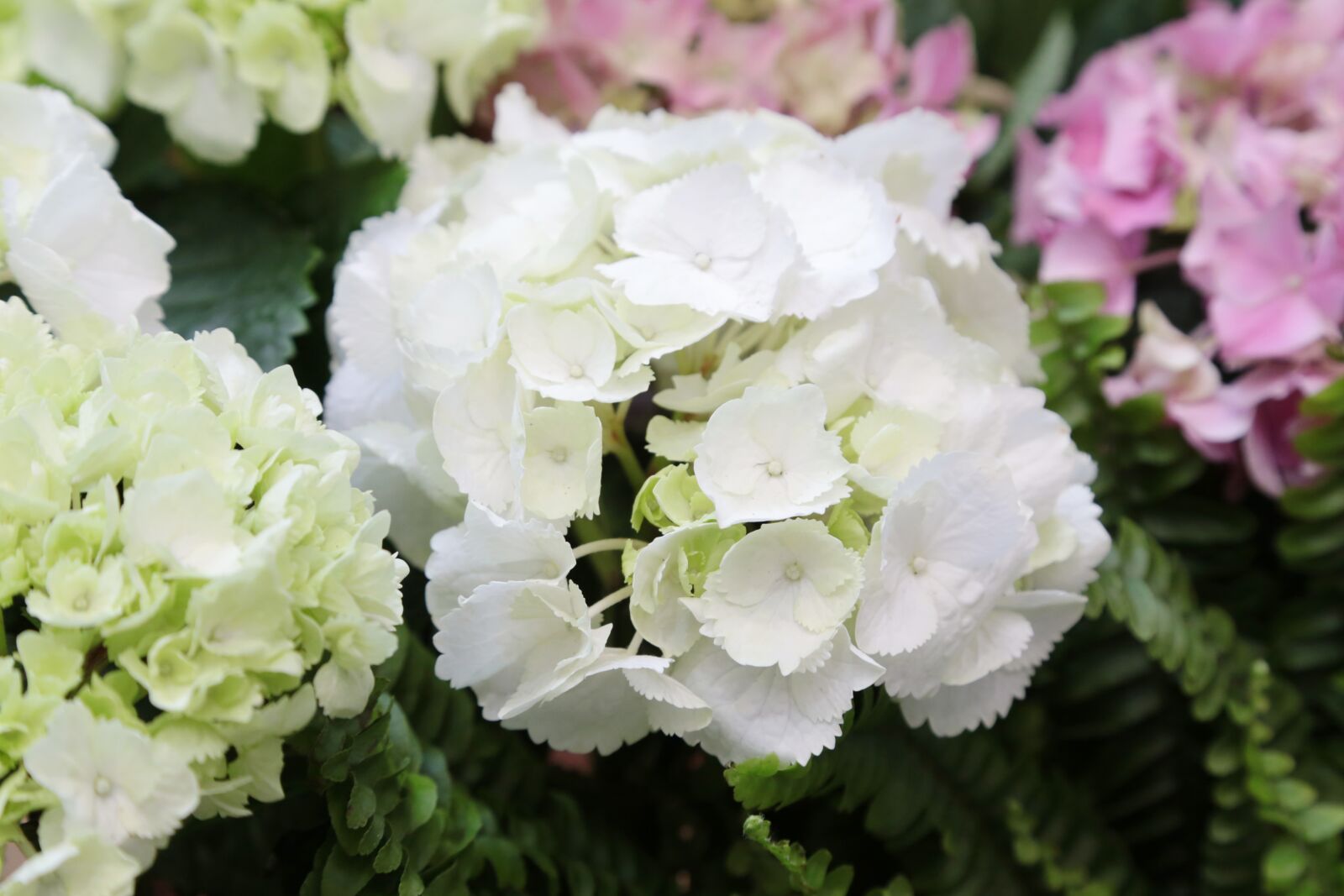 Canon EOS 6D + Canon EF 24-105mm F4L IS USM sample photo. Flowers, garden, nature photography