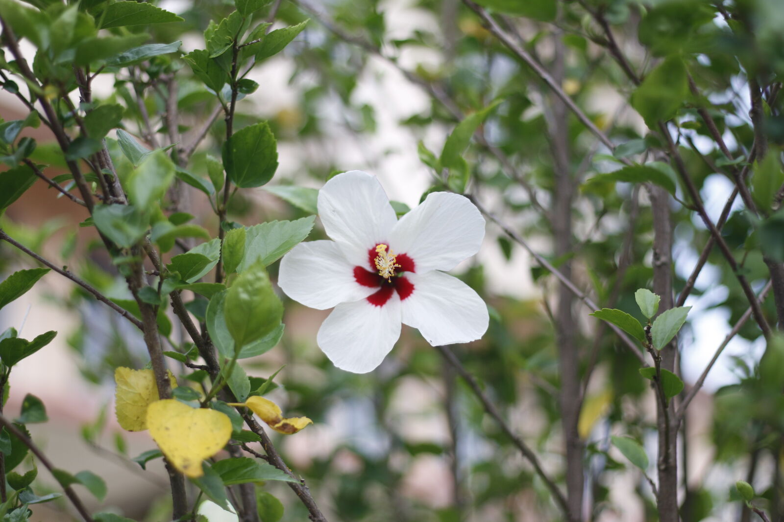 Canon EF 50mm F1.8 STM sample photo