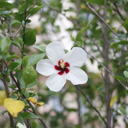 Canon EOS 70D + Canon EF 50mm F1.8 STM sample photos - ExploreCams