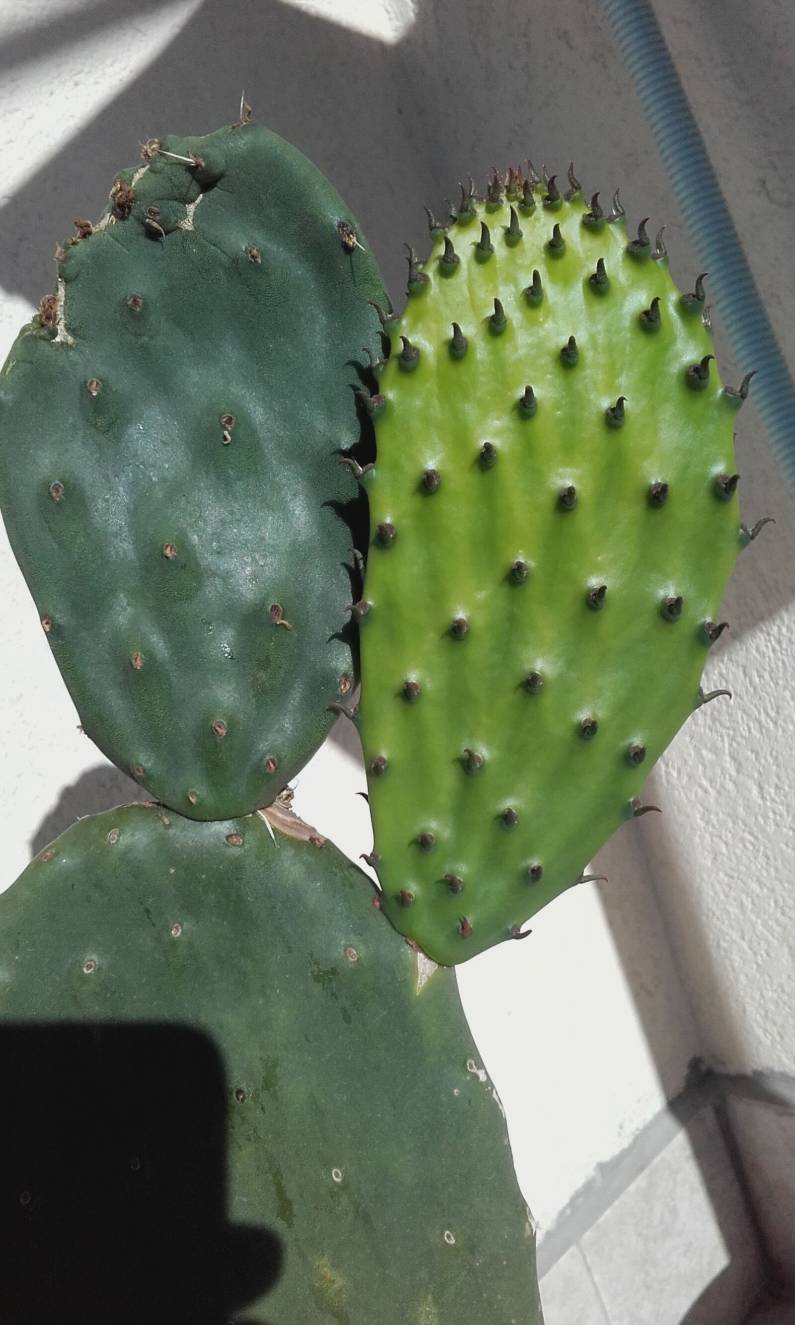 Samsung Galaxy Core Prime sample photo. Prickly pears, prickly pear photography