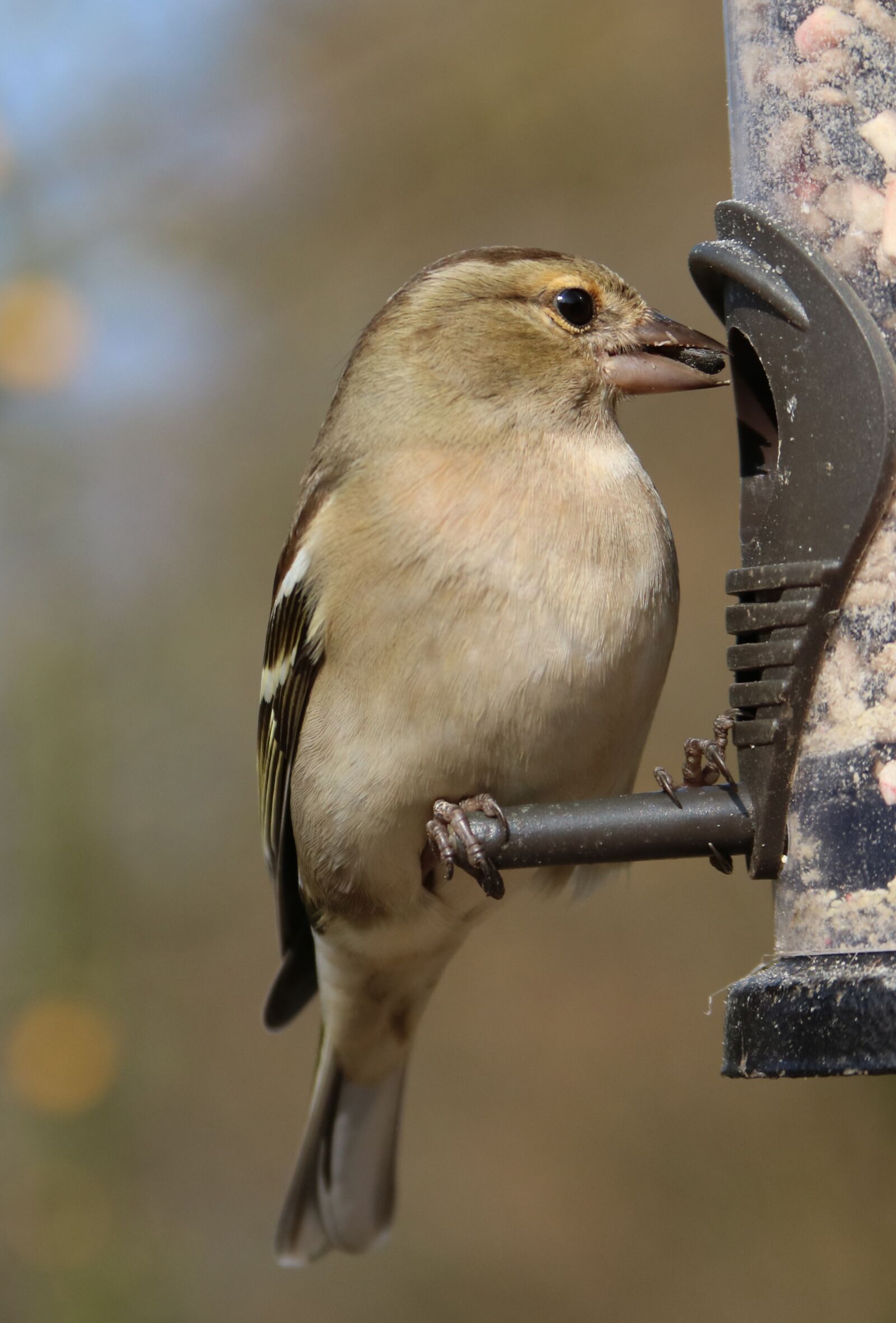 Canon EF 28-135mm F3.5-5.6 IS USM sample photo. Chaffinch, garden bird, feeder photography