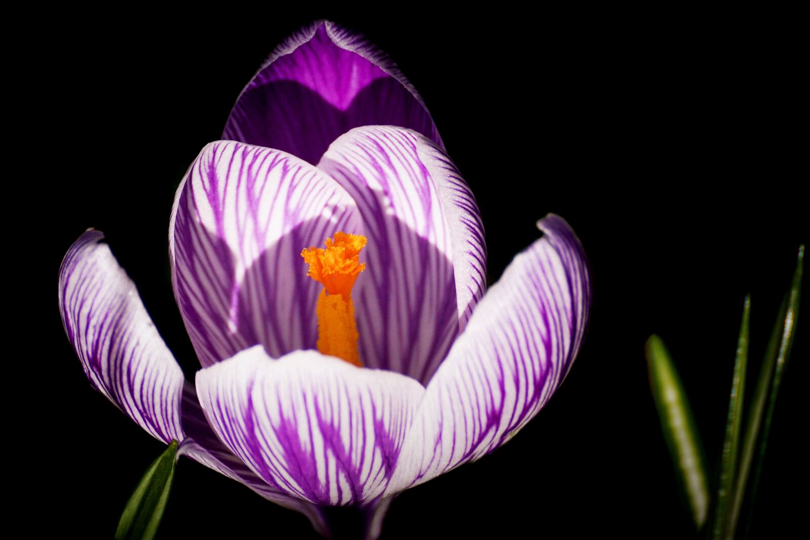 Sony DT 55-300mm F4.5-5.6 SAM sample photo. Crocus, spring, early bloomer photography