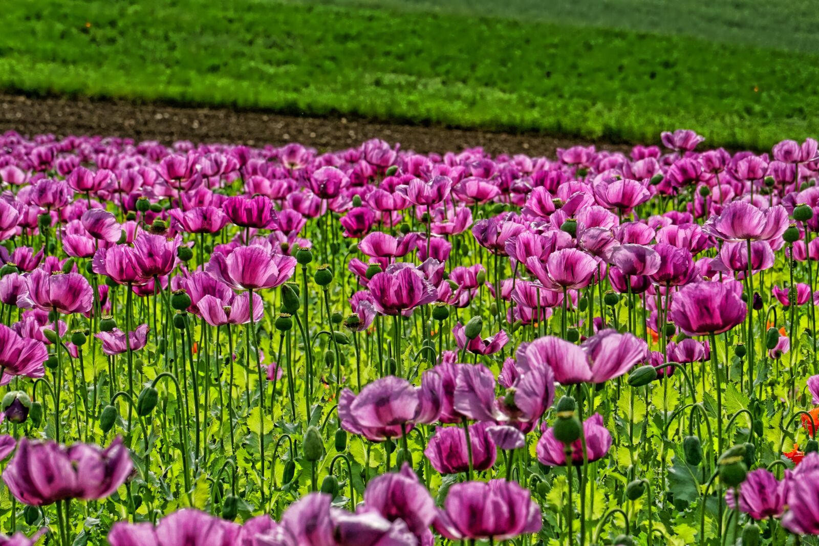 Sony a6000 sample photo. Field of poppies, opium photography