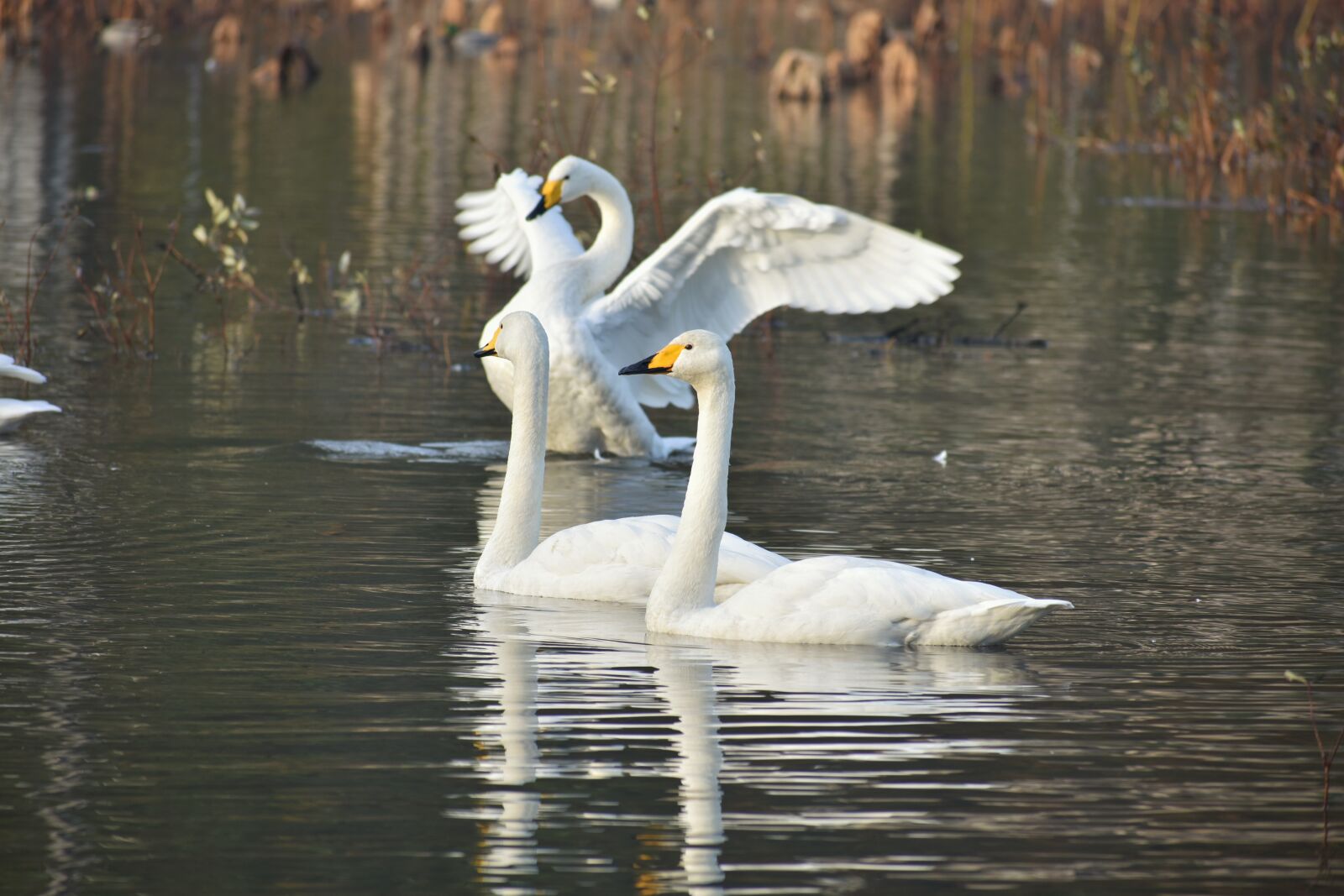 Nikon D7200 sample photo. Animal, lake, waterside photography