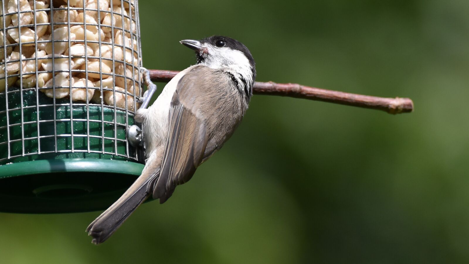 Nikon D3500 sample photo. Marsh tit, tit, bird photography