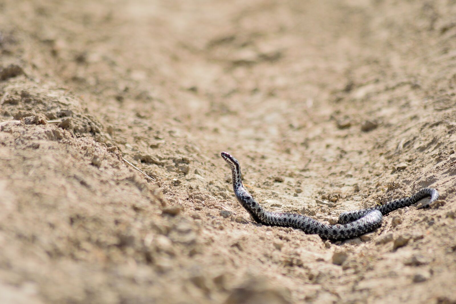 Nikon D3300 sample photo. Snake, macro, viper photography