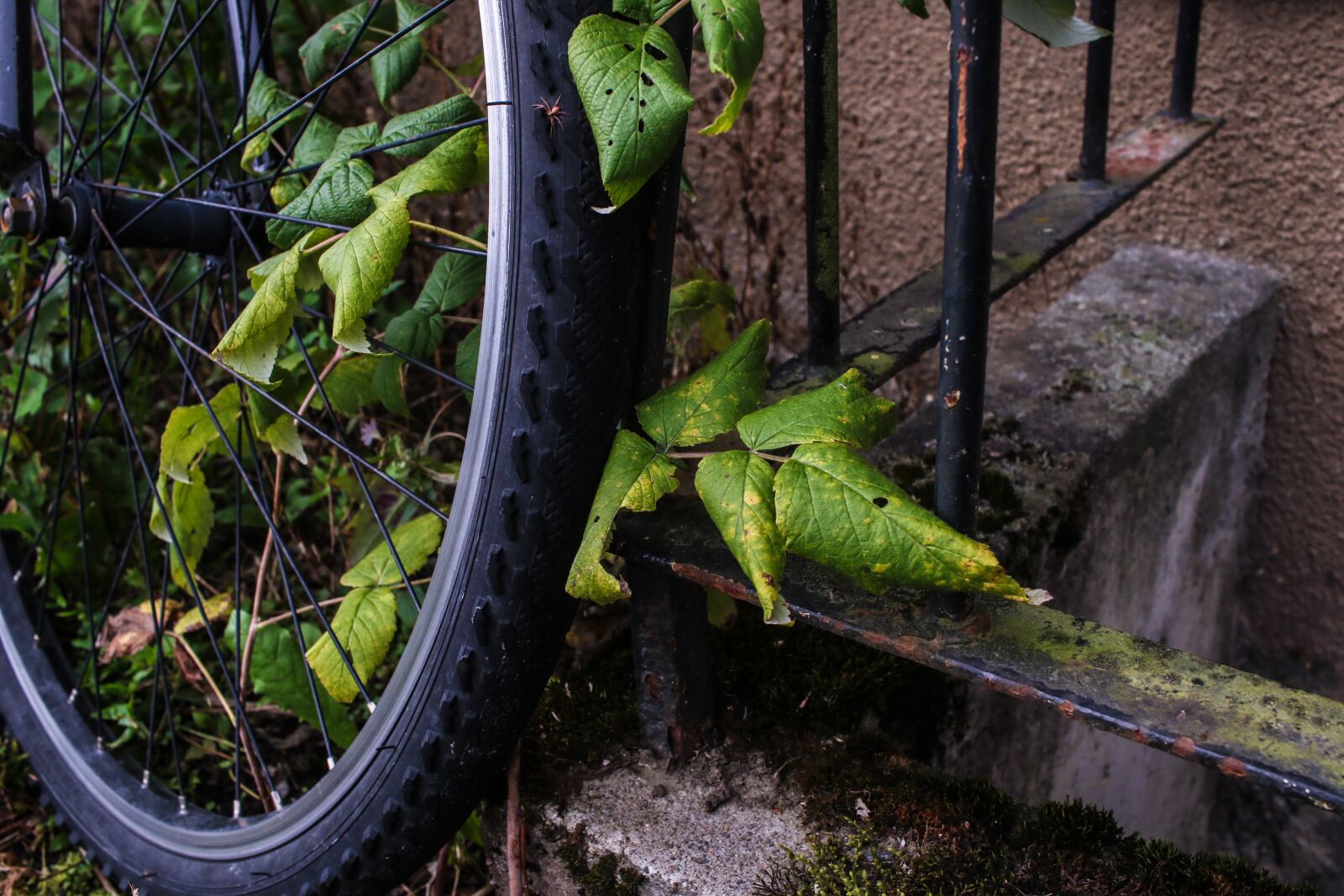 Canon EOS 7D Mark II sample photo. Wheel, bike, bicycle photography