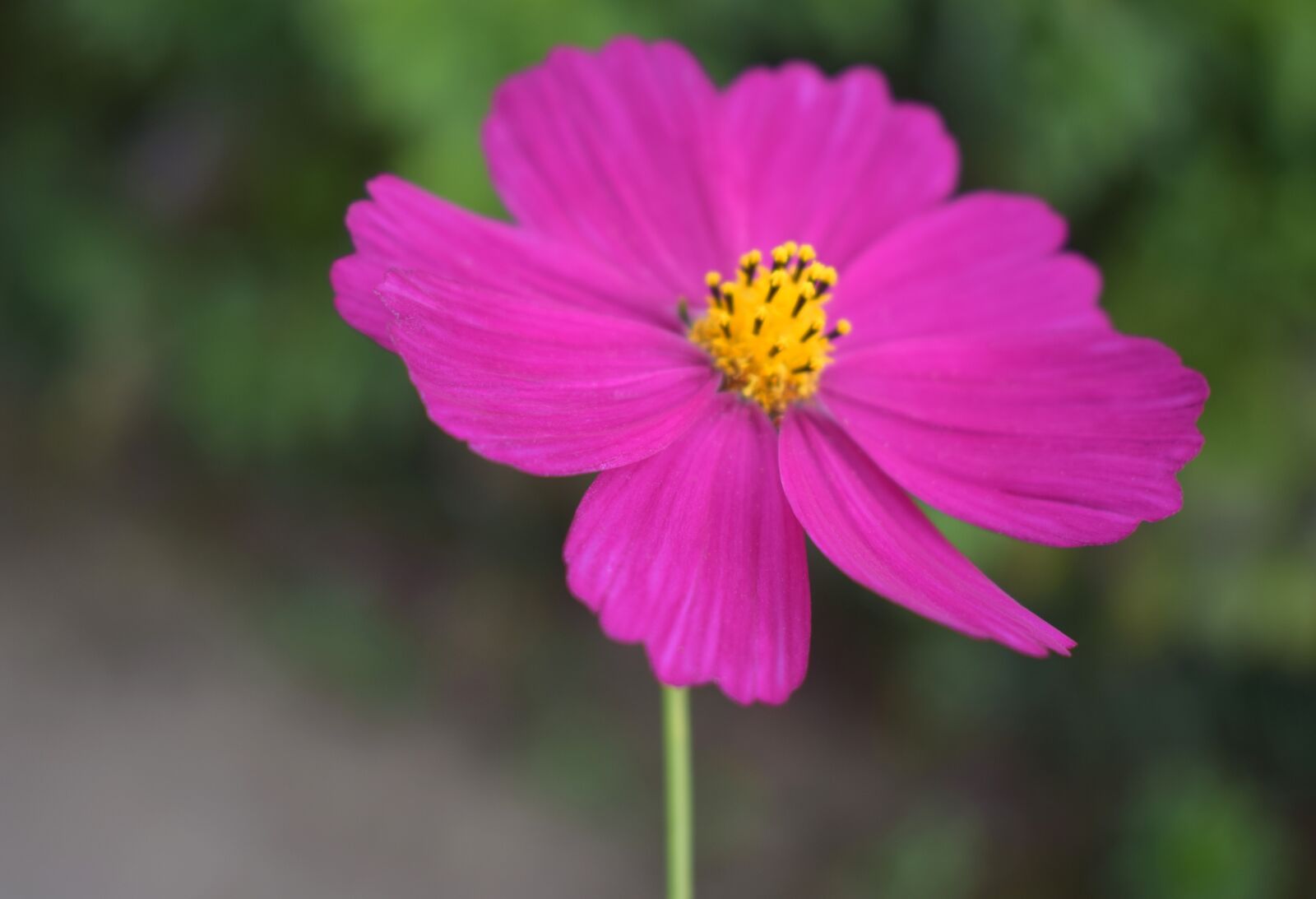 Nikon D5300 sample photo. Cosmos, pink flower, bloom photography