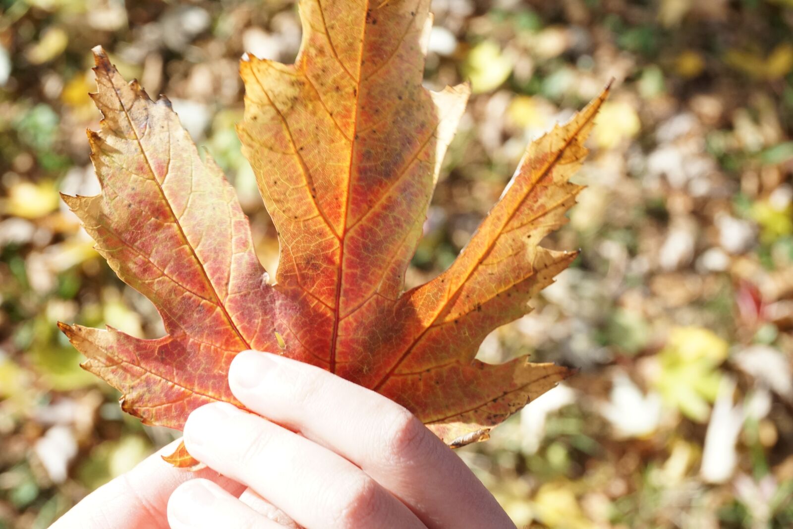 Sony a6000 sample photo. Leaf, autumn, golden autumn photography