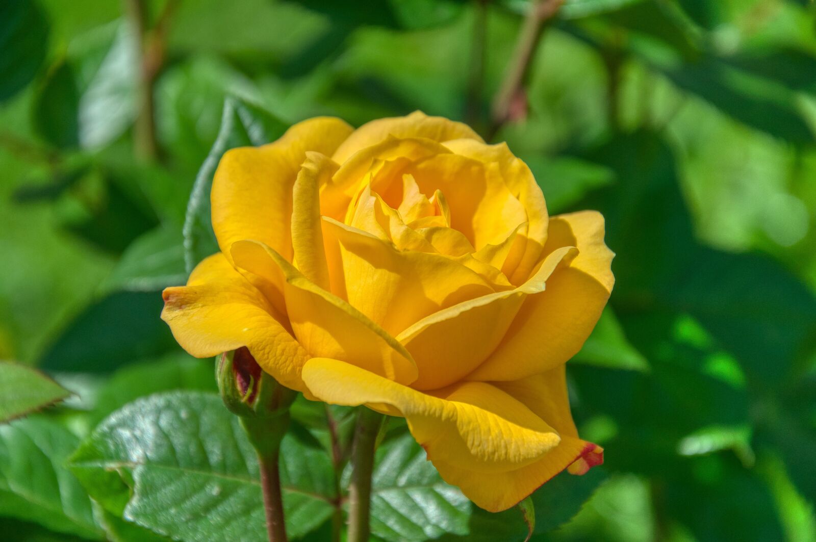 Nikon D5000 sample photo. Rose, yellow, blossoms photography