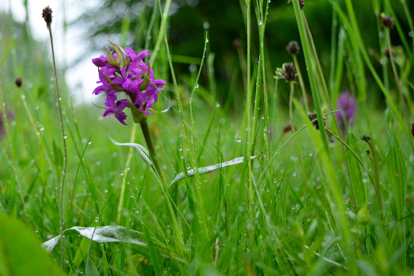 Nikon D5200 sample photo. Orchid, close up, violet photography