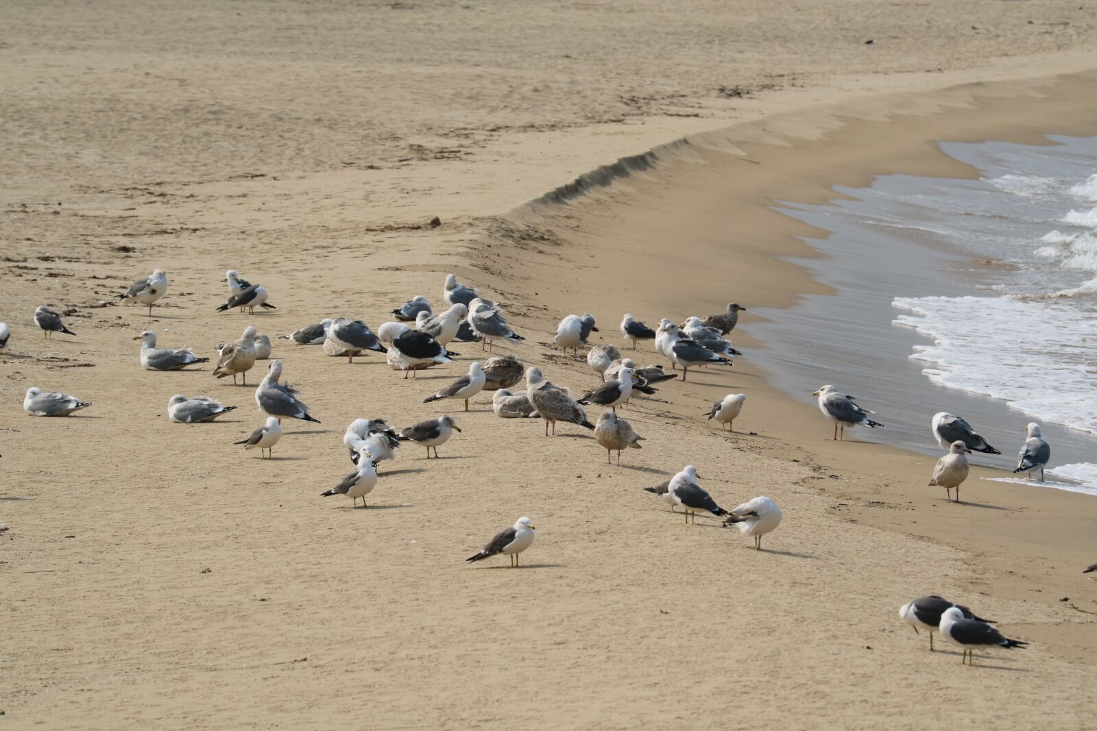Canon EOS M3 + Canon EF 70-300mm F4-5.6L IS USM sample photo. Seagull, break, sand to photography