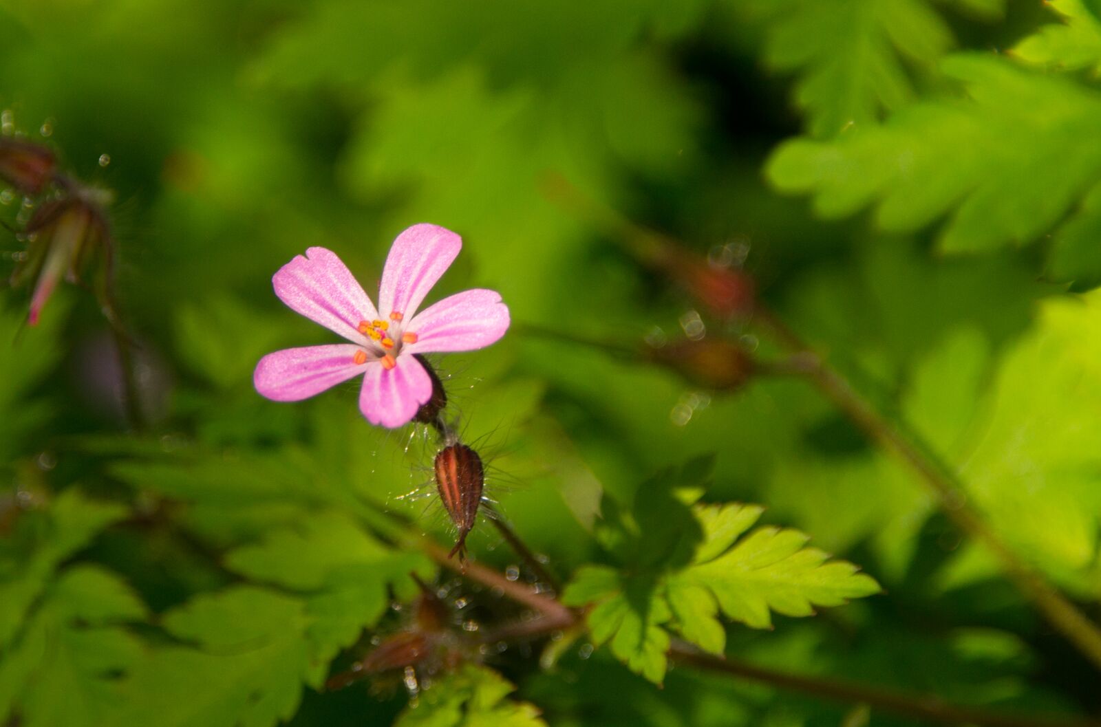 Sony SLT-A57 sample photo. Ruprecht herb, flower, blossom photography