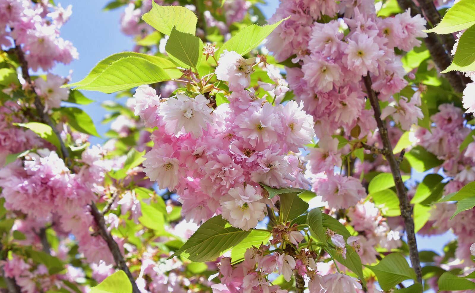 Nikon D7200 sample photo. Flower, tree, branch photography