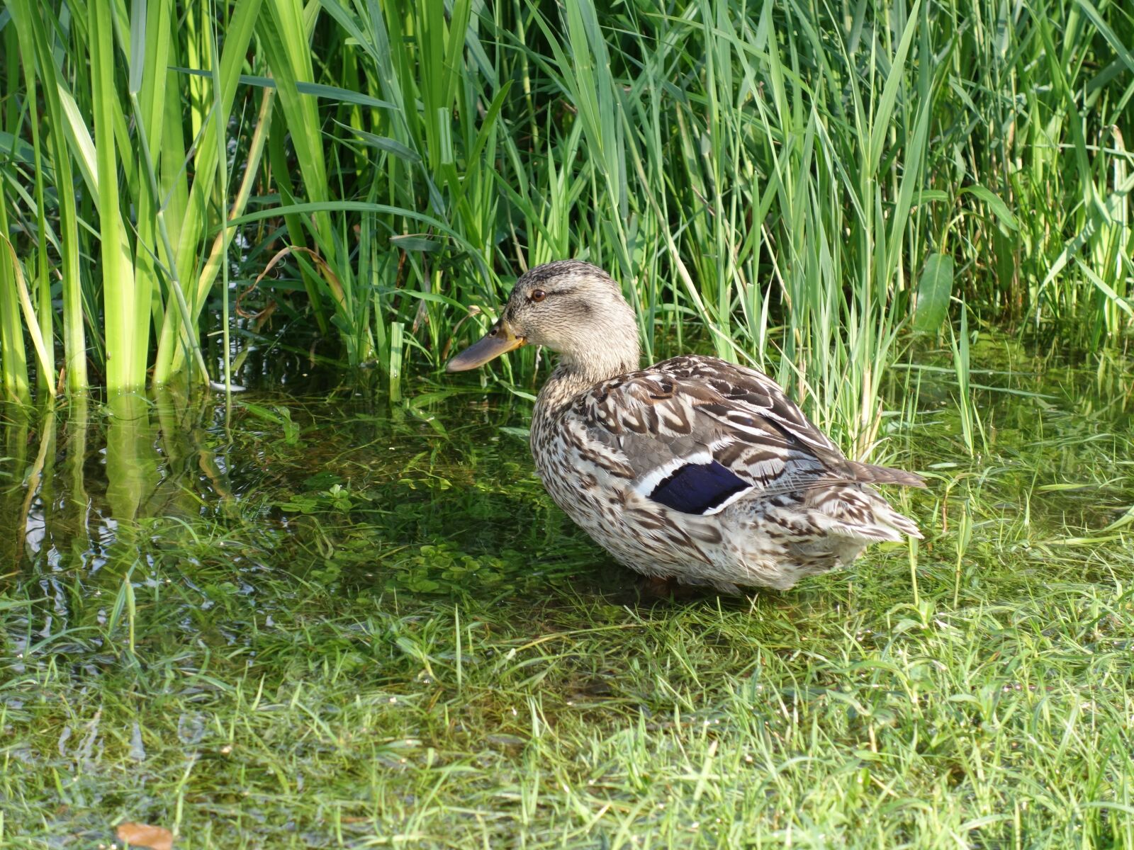 Sony Cyber-shot DSC-RX100 II sample photo. Mallard, female, duck photography