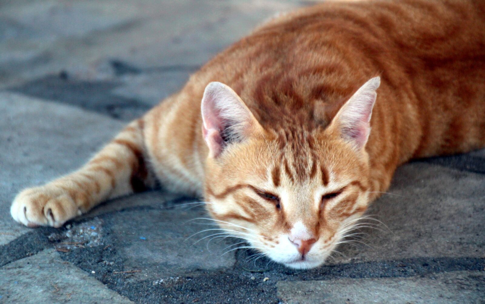 Canon EOS 700D (EOS Rebel T5i / EOS Kiss X7i) sample photo. Cat, feline, domestic photography