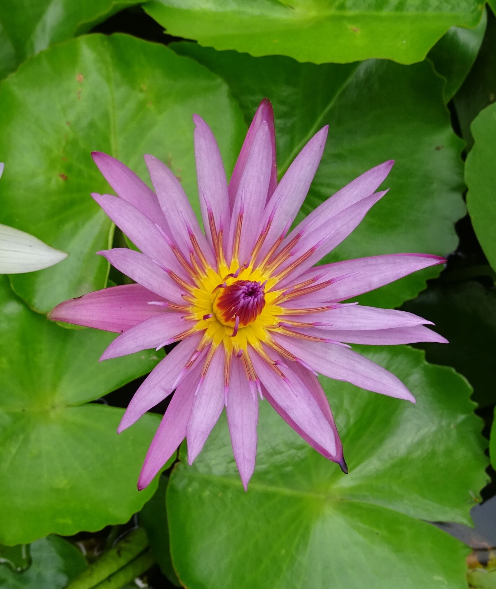 Sony DSC-HX60V sample photo. Lily, water lily, cape photography