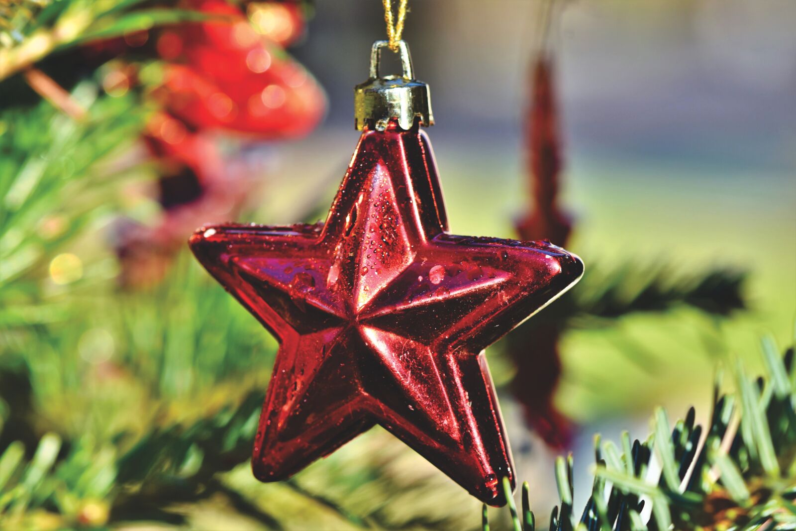 Nikon D7200 sample photo. Poinsettia, christmas, christmas time photography