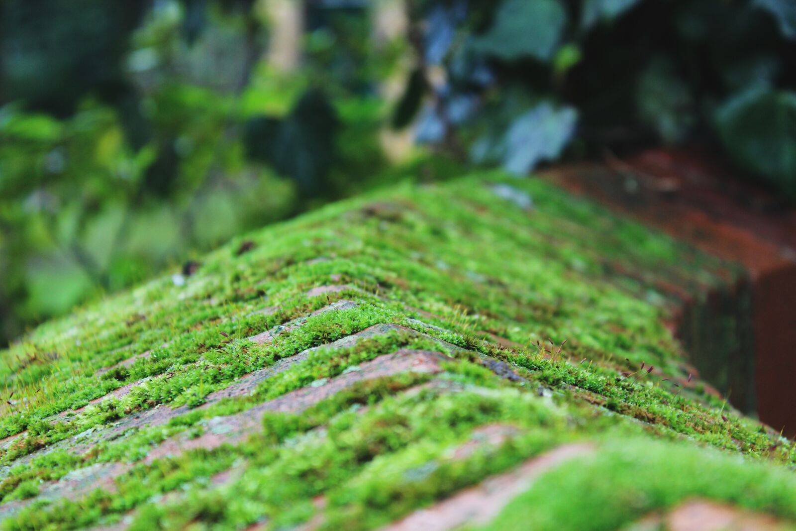 Canon EOS 1200D (EOS Rebel T5 / EOS Kiss X70 / EOS Hi) sample photo. Moss, wall, stone photography