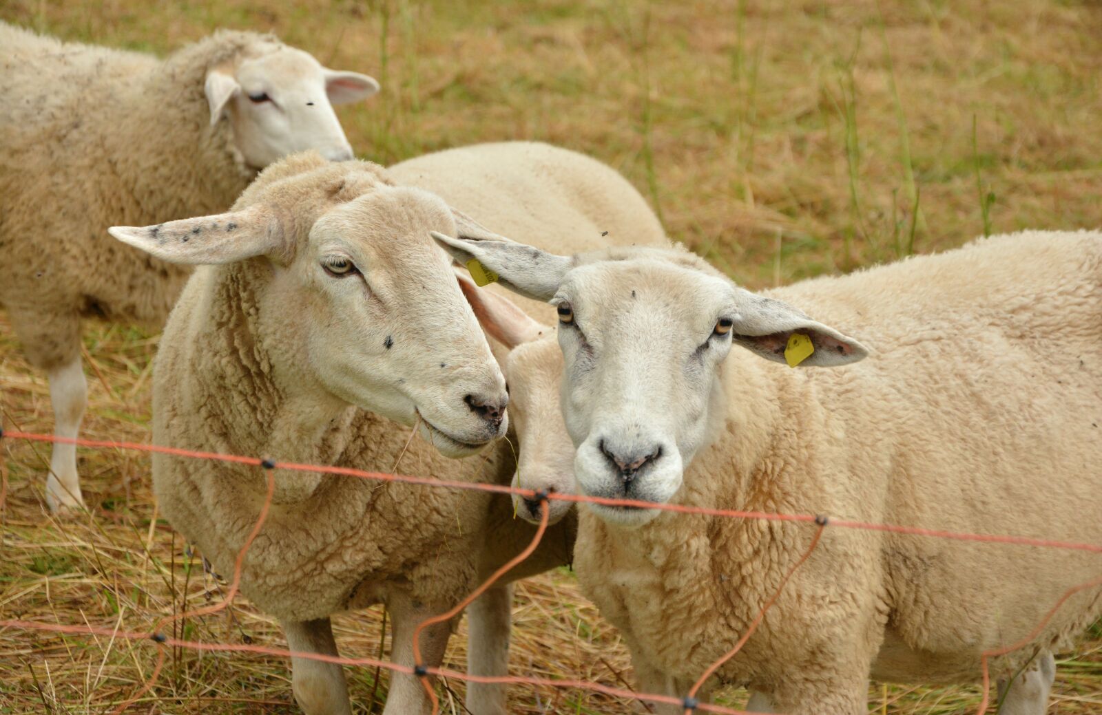 Nikon D5200 sample photo. Sheep, pasture, livestock photography