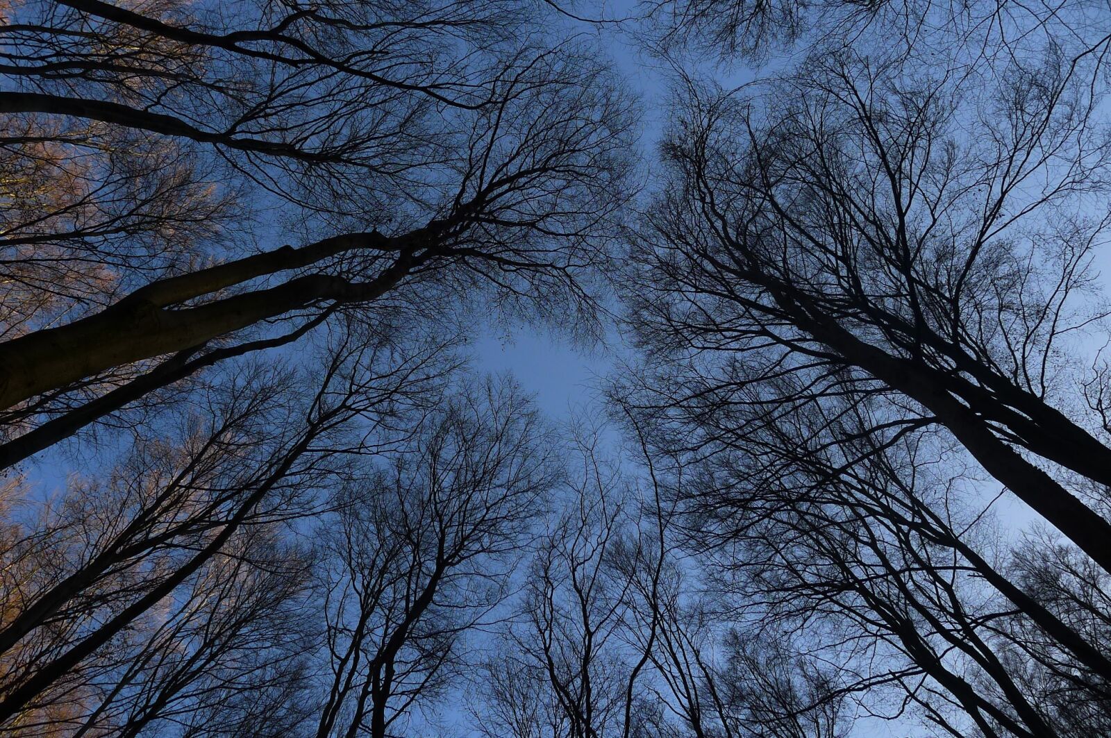 Panasonic Lumix DMC-LX5 sample photo. Brunches, trees, autumn photography
