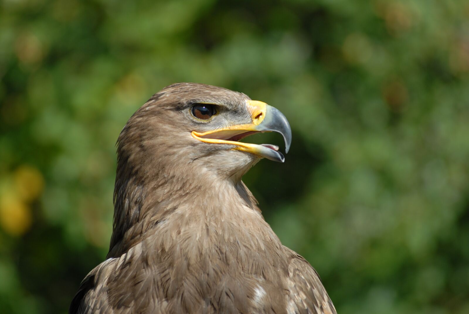 Nikon D200 sample photo. Animal, bird, raptor photography